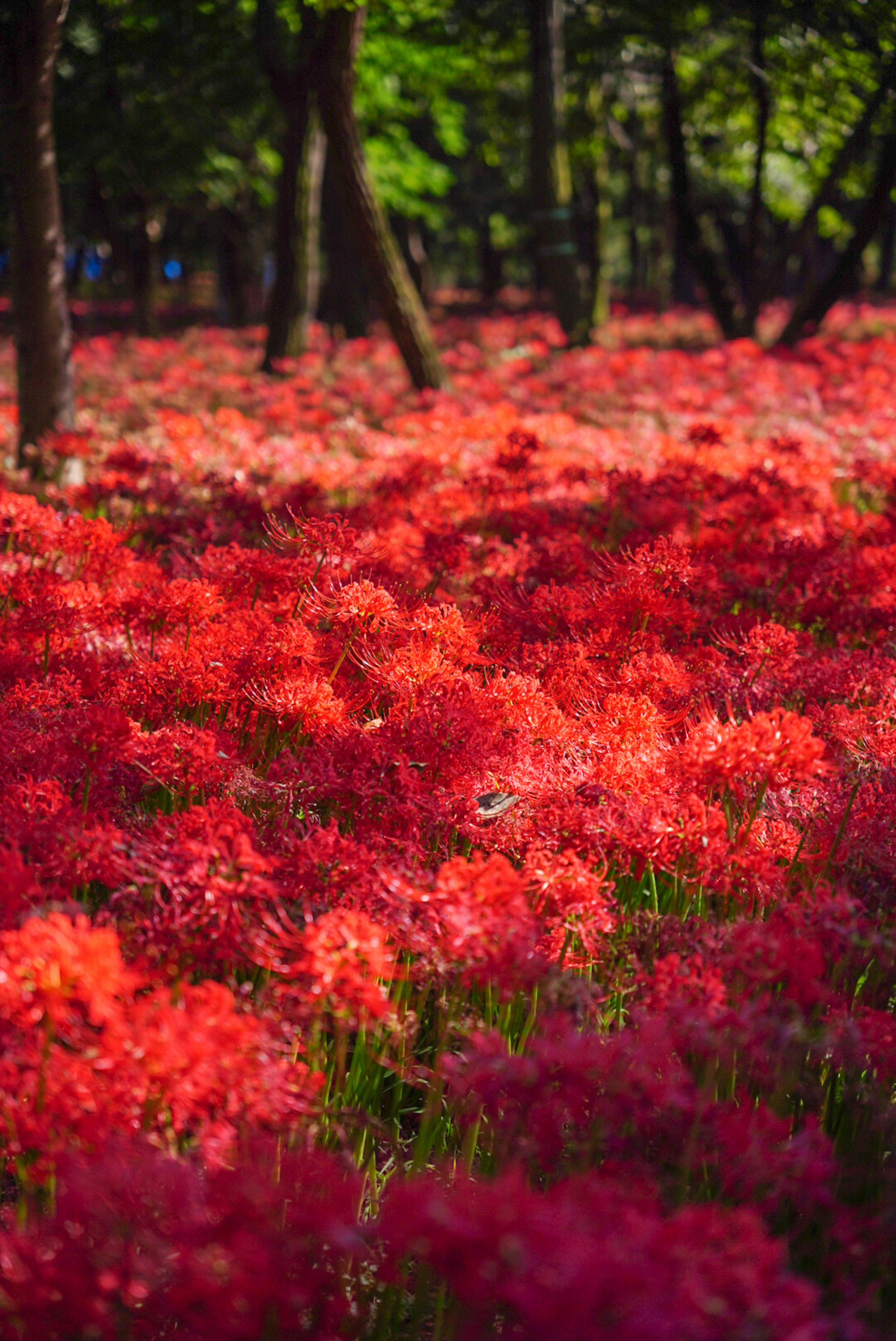 Un champ vibrant de lycoris rouge dans une forêt