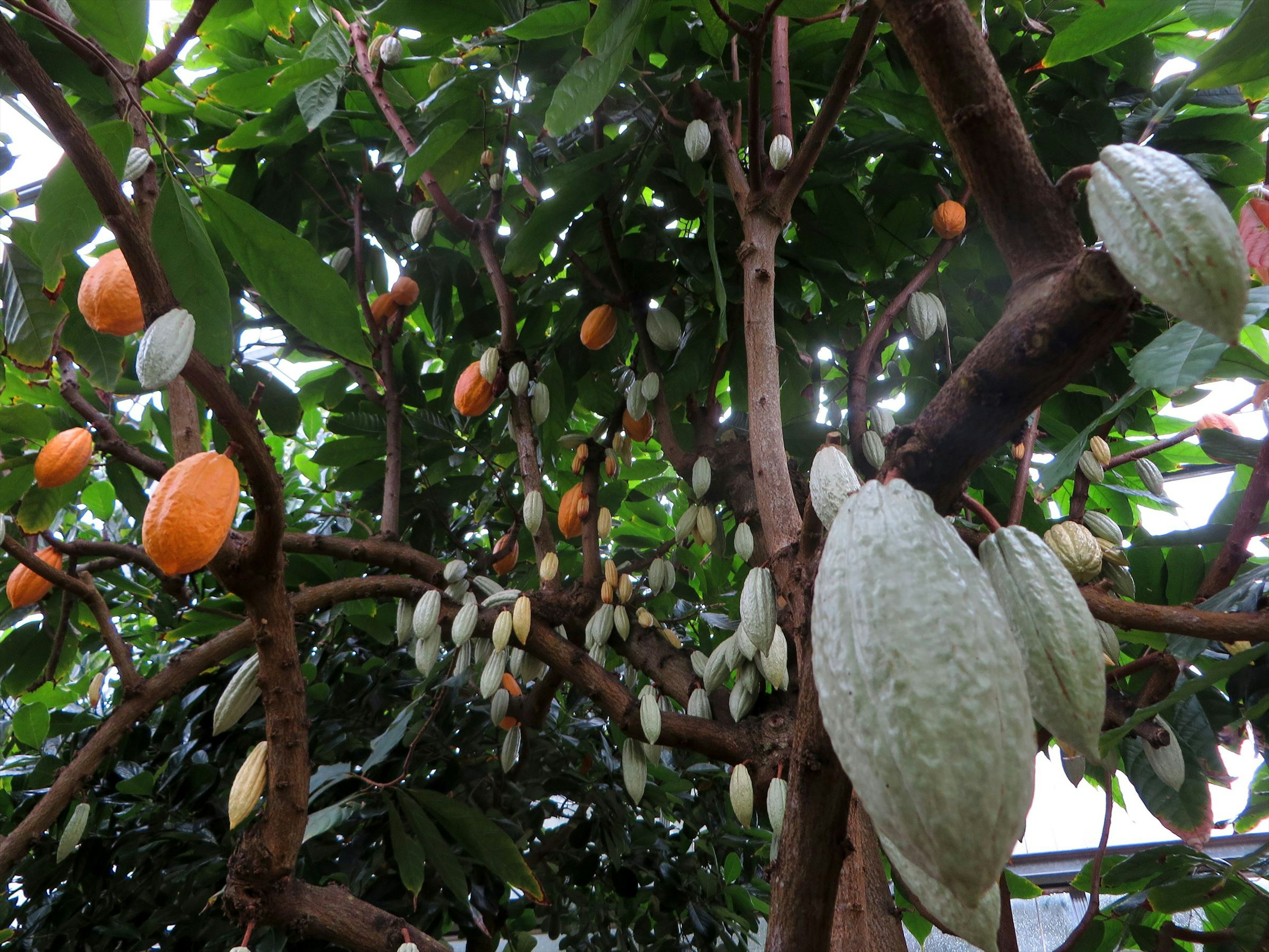 Árbol de cacao con varias mazorcas de cacao de diferentes colores