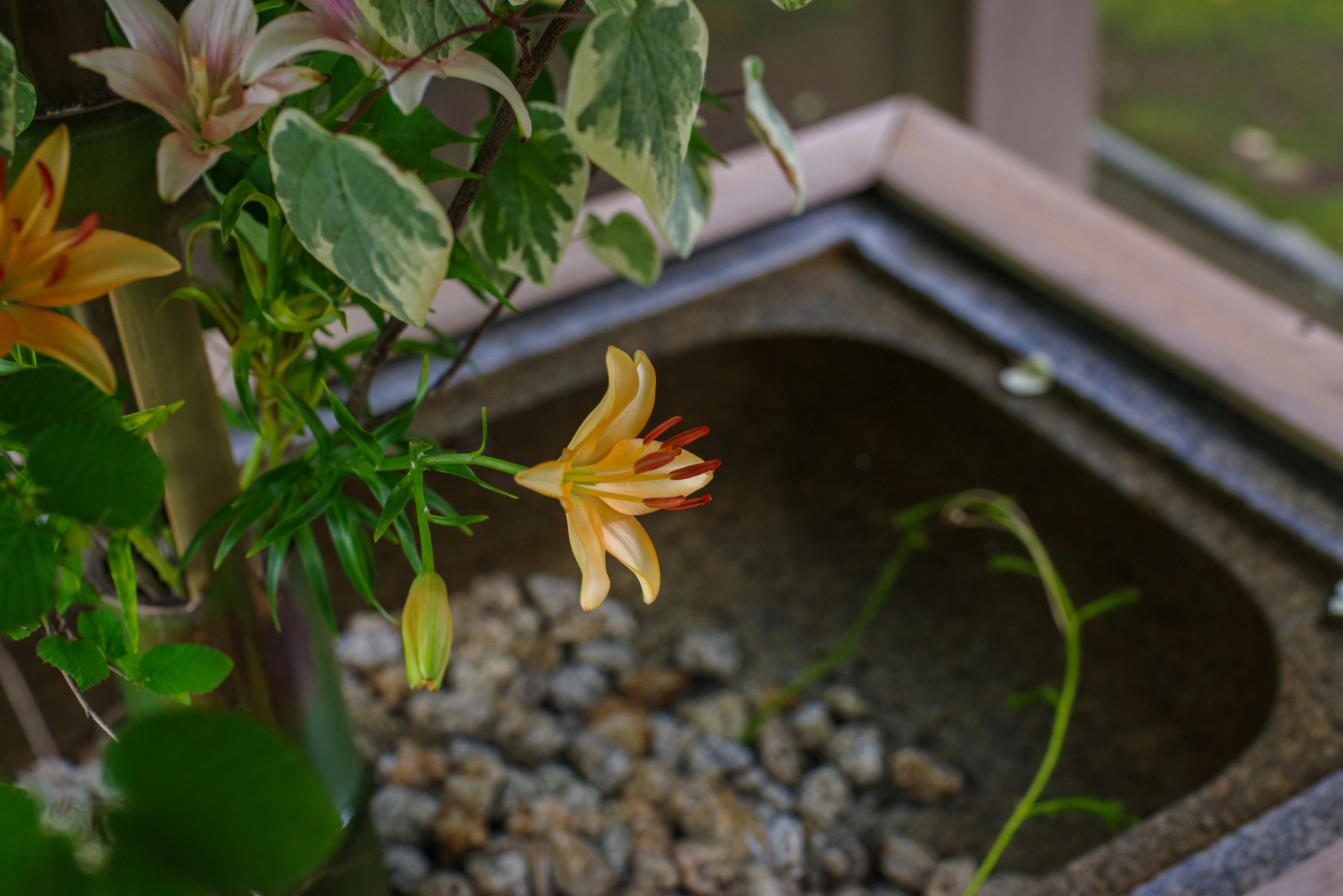 Fleur jaune dans un vase avec des petits cailloux