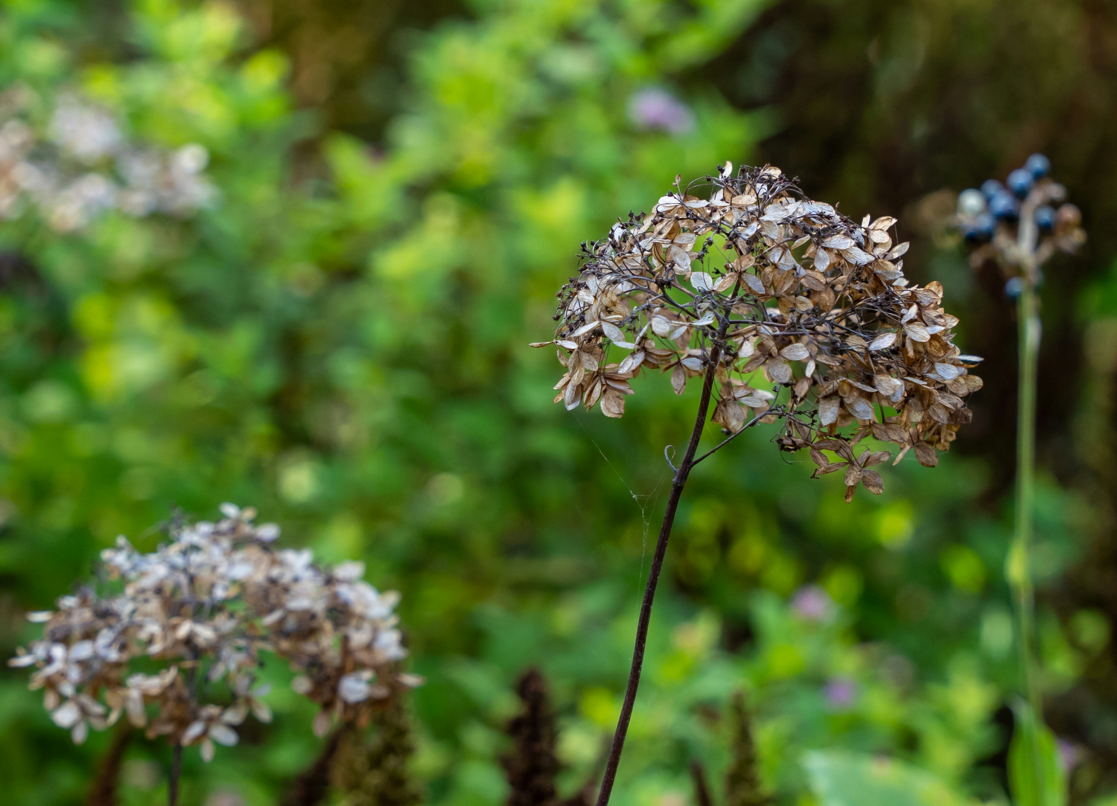 Fiori secchi che si ergono su uno sfondo verde