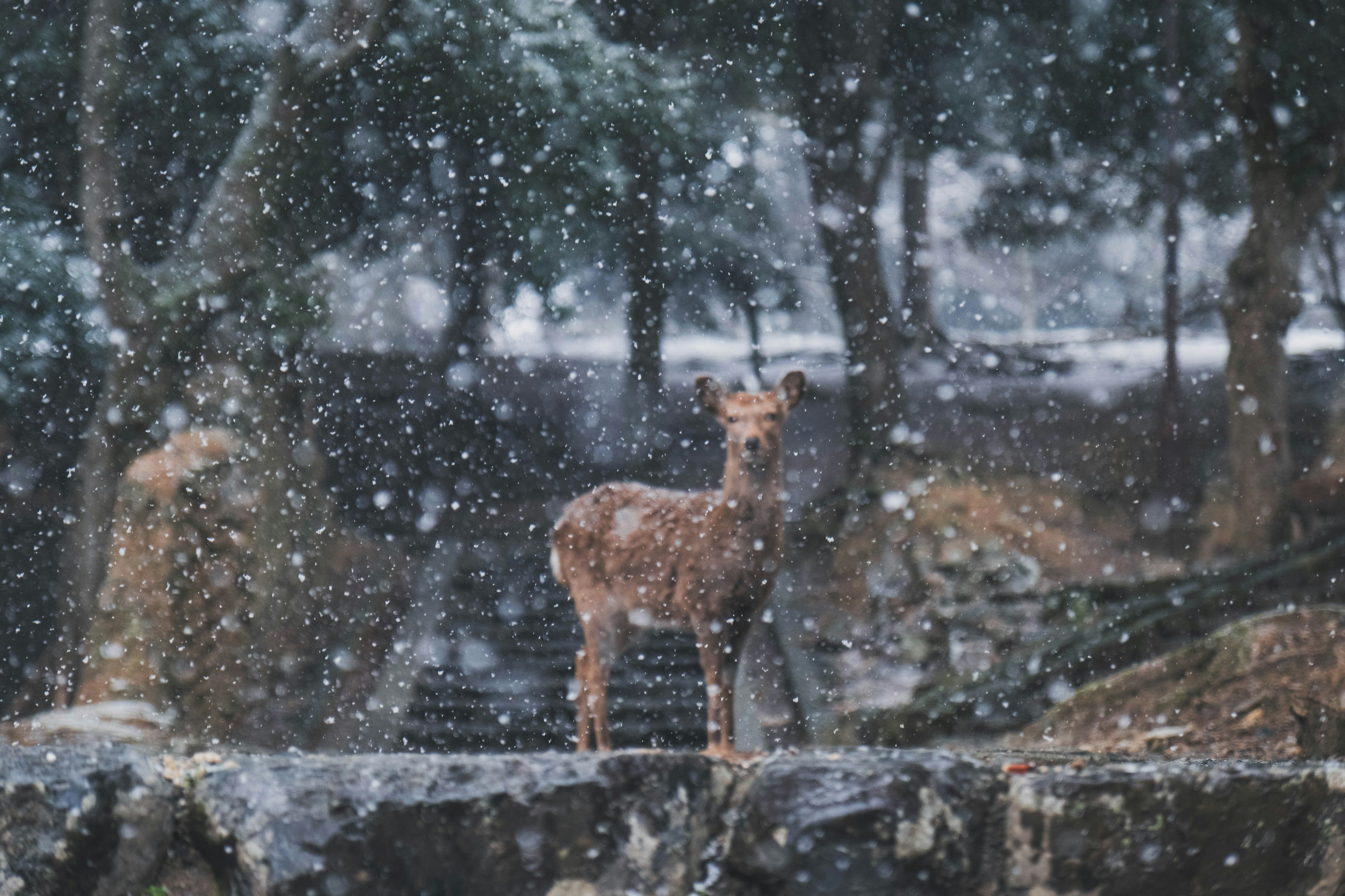 Un cerbiatto in piedi nella neve con uno sfondo di foresta