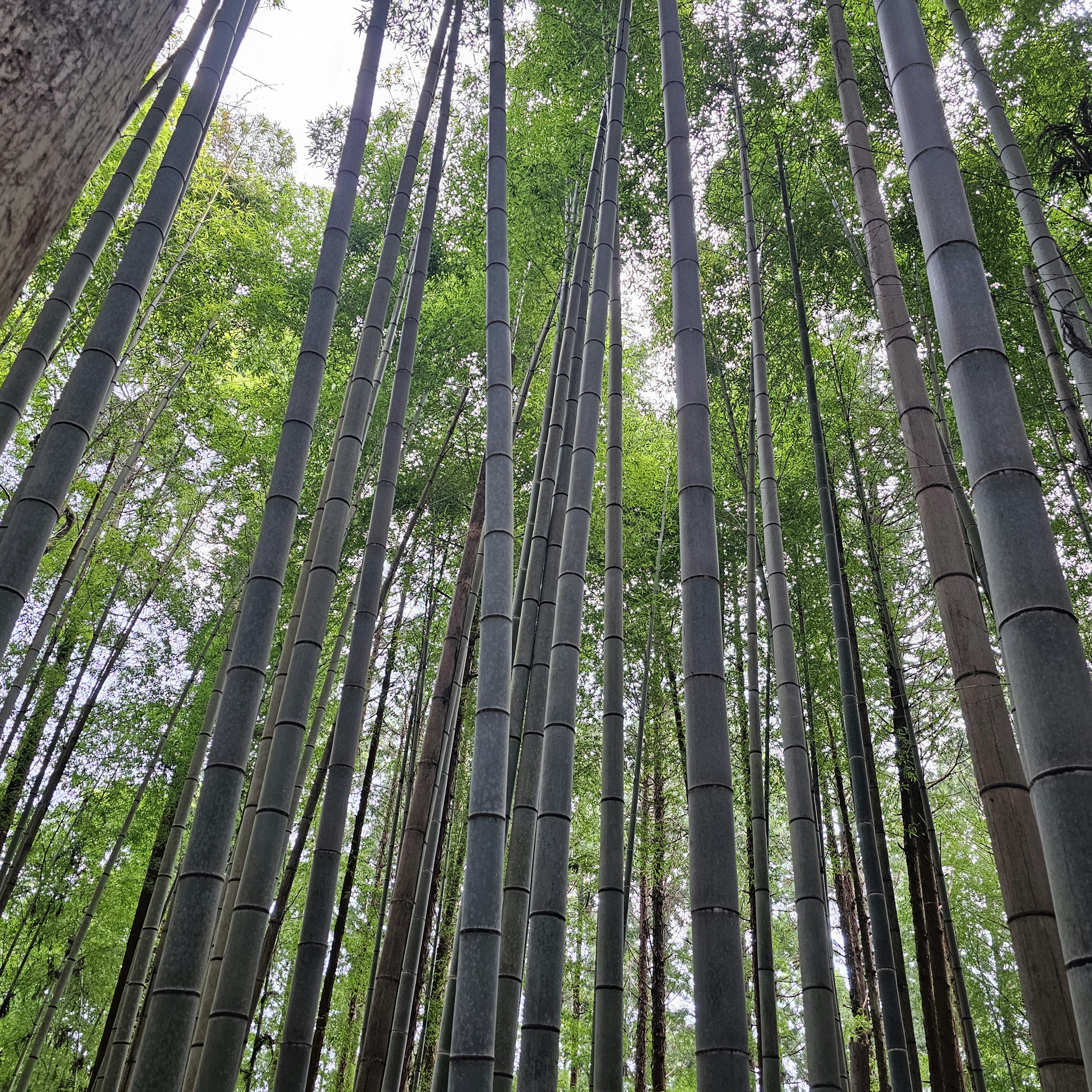 Tall bamboo stalks reaching towards the sky in a lush forest