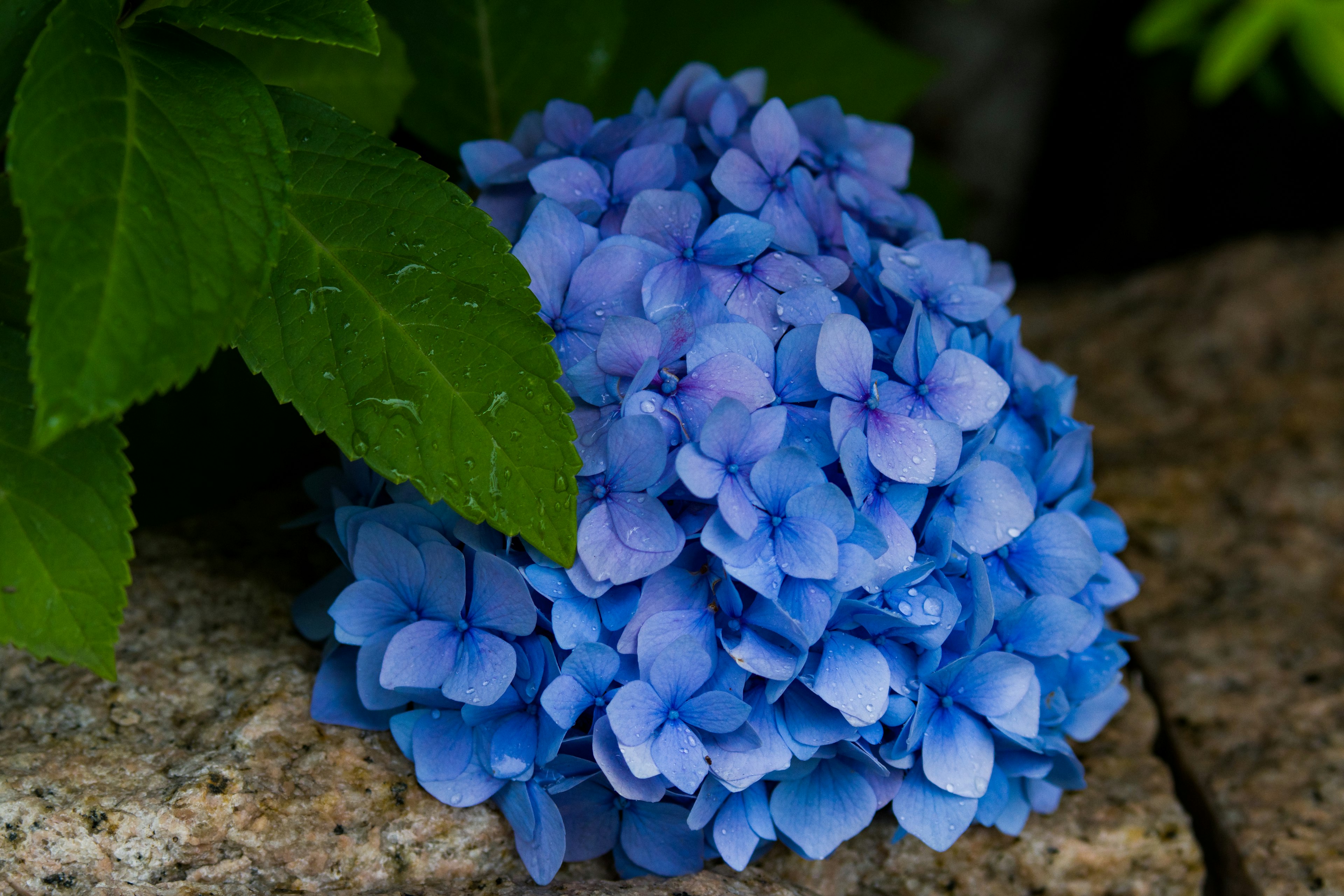 青いアジサイの花が緑の葉の間に置かれた石の上にある