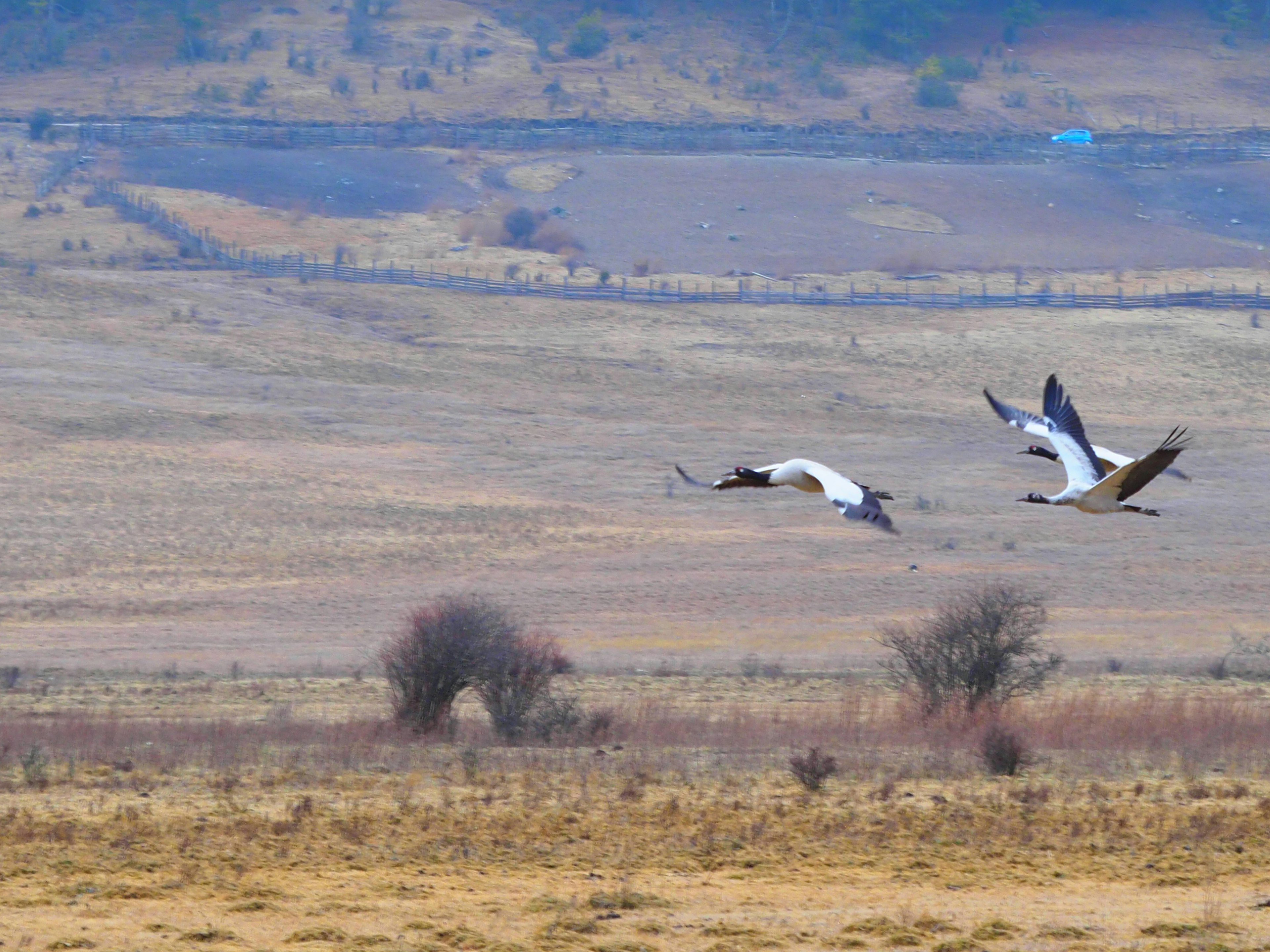 Two birds flying over a vast grassland landscape