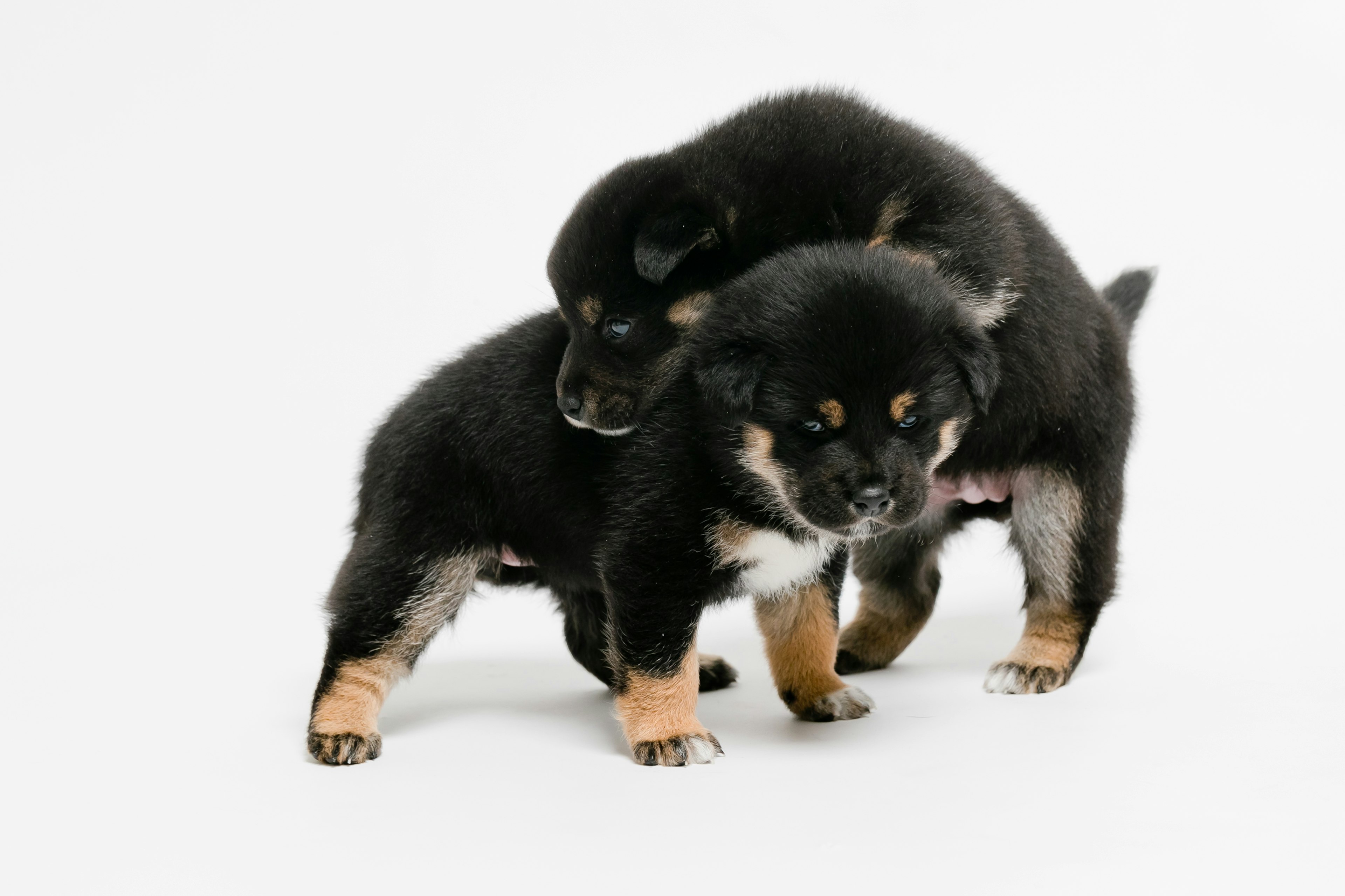 Dua anak anjing Shiba Inu hitam bermain di latar belakang putih