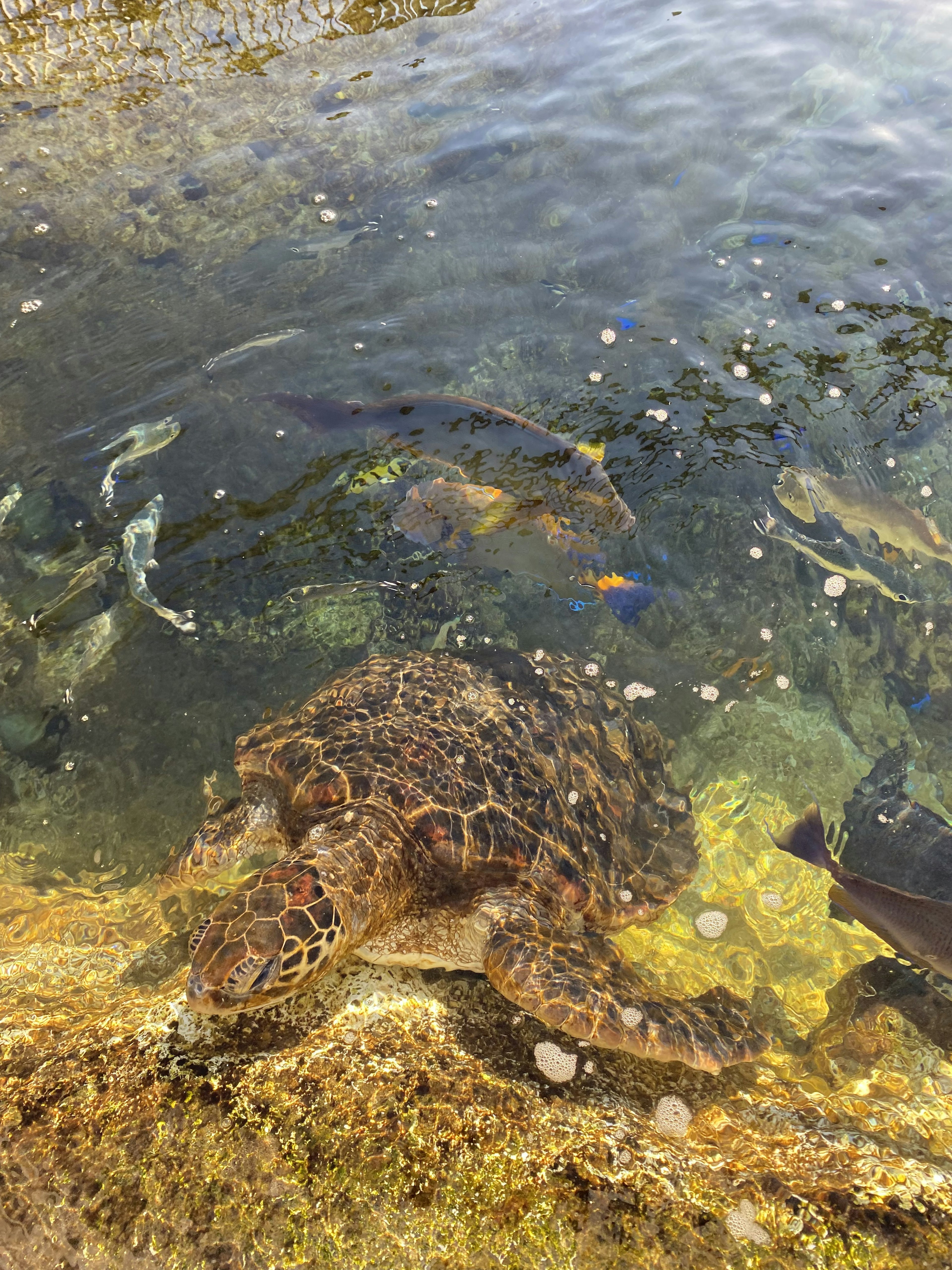 A sea turtle swimming among colorful fish in clear water