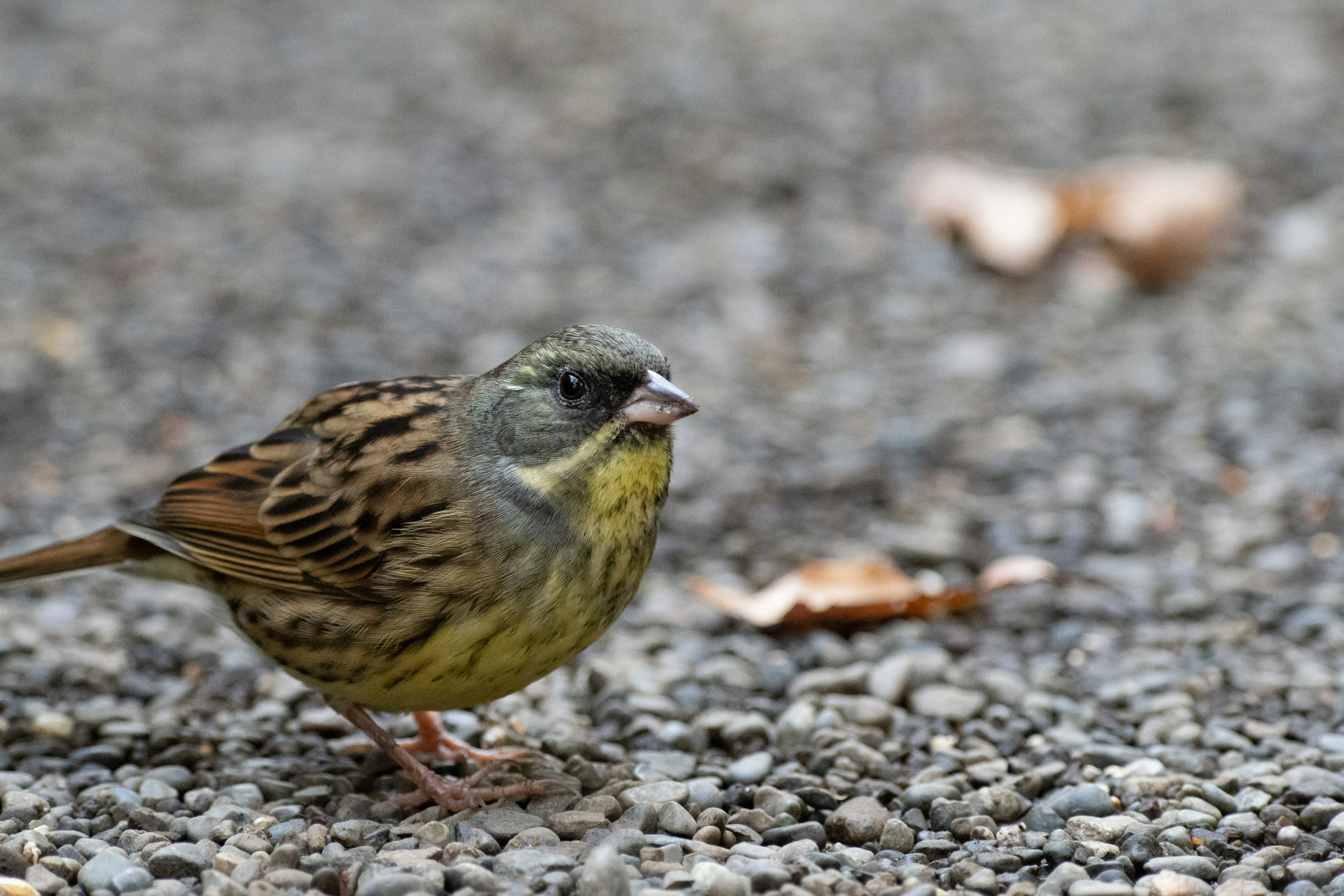 Burung kecil berdiri di tanah dengan perut kuning cerah dan bulu coklat