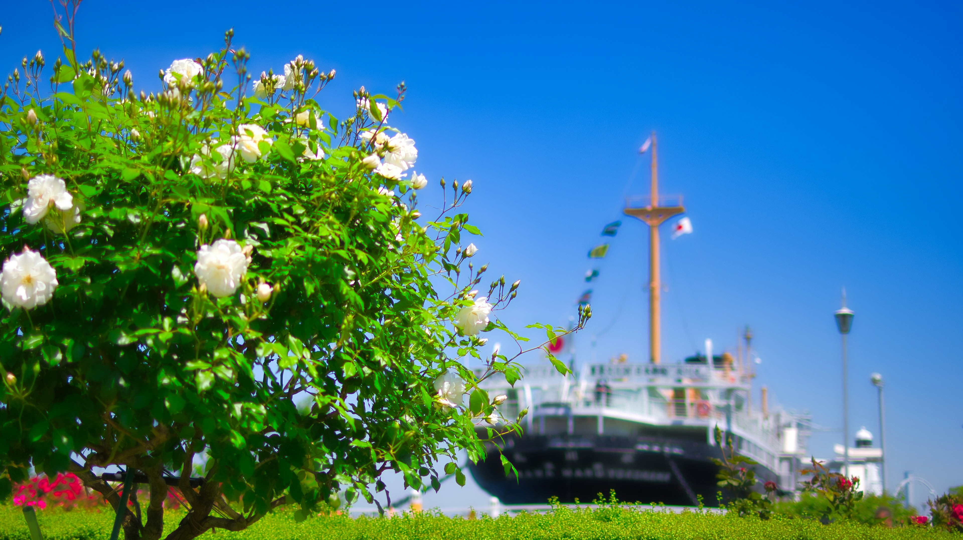 Rosas blancas floreciendo bajo un cielo azul con un barco al fondo