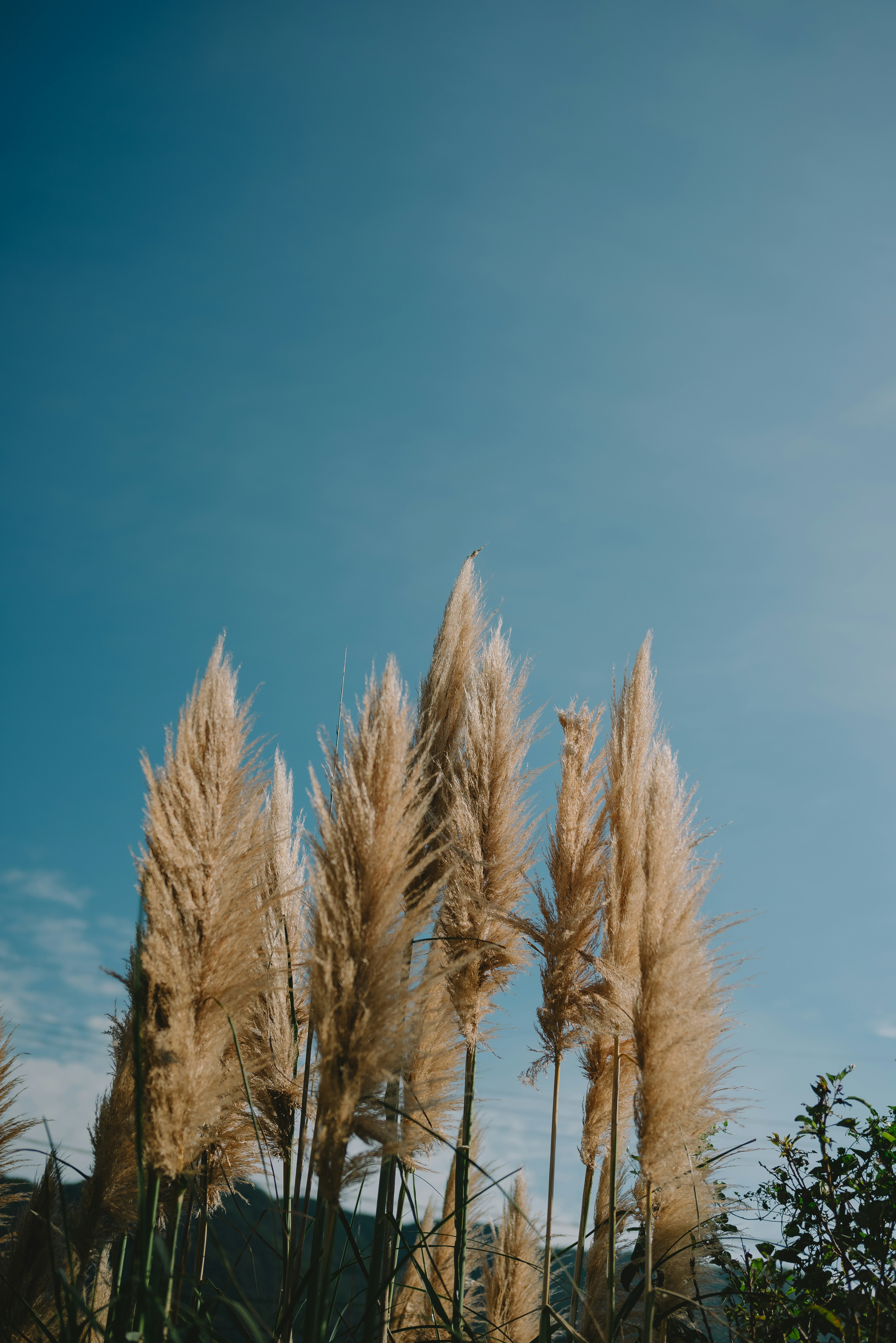 Rumput pampas emas bergoyang di bawah langit biru