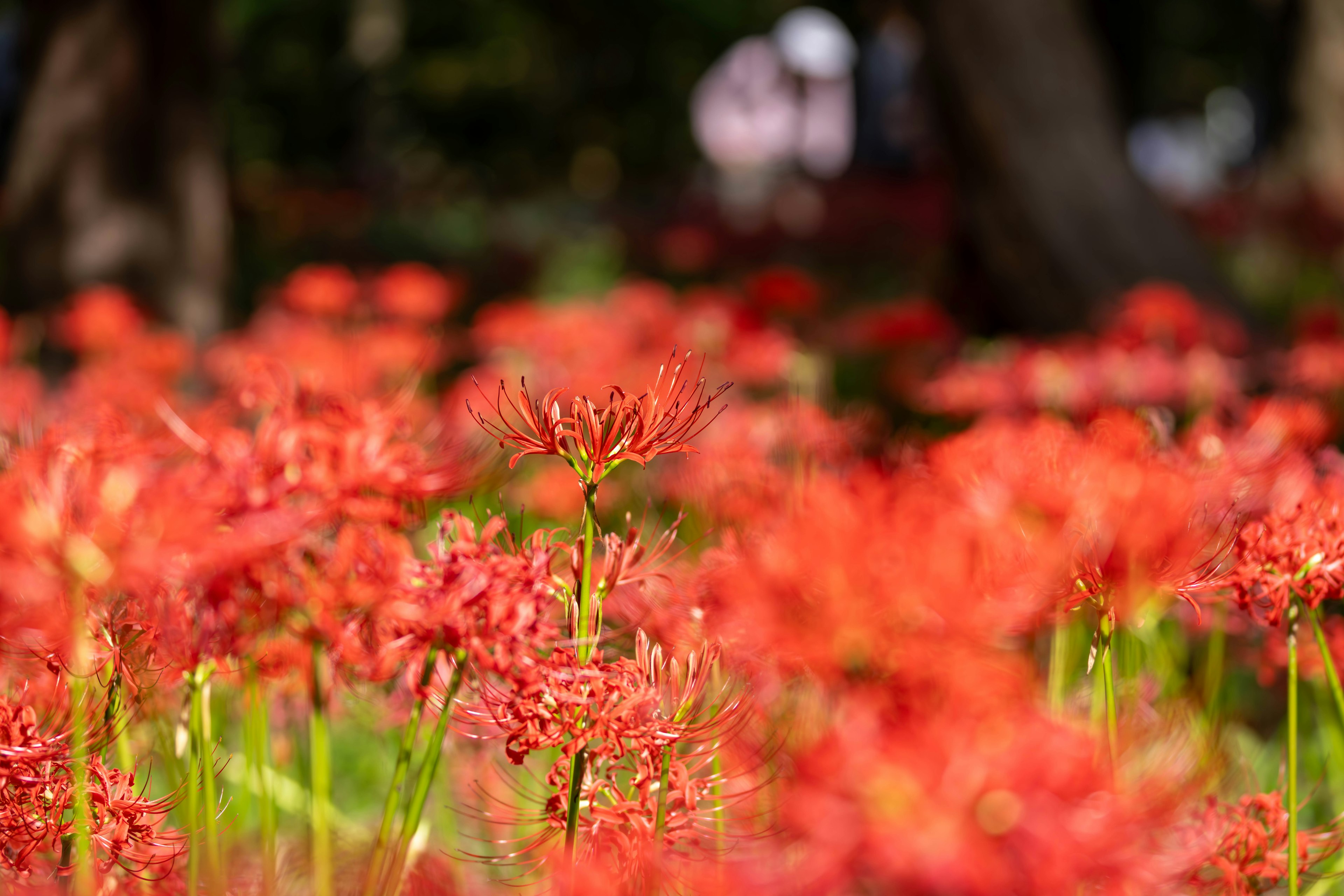 Vibrant red spider lilies blooming in a picturesque setting