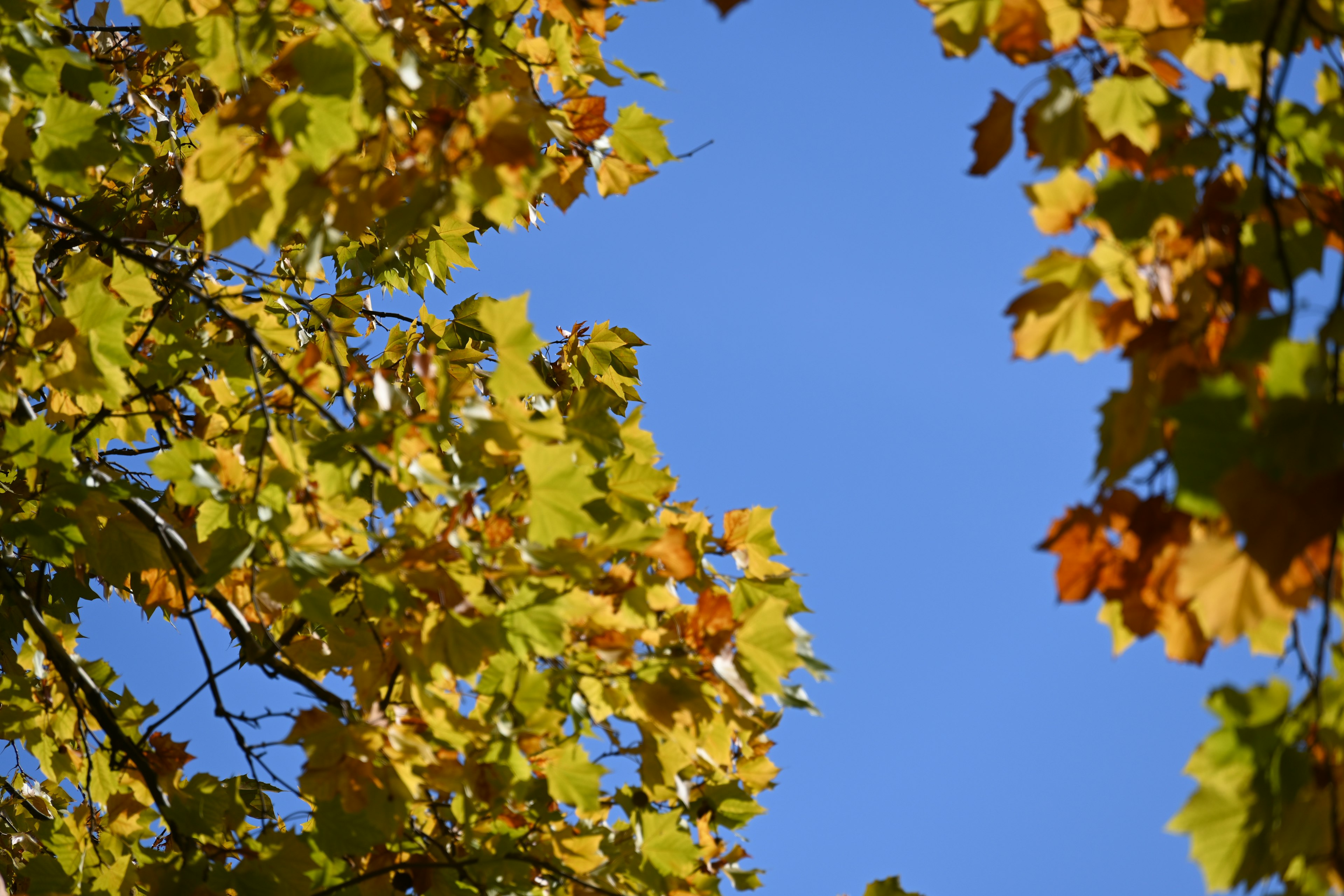 Close-up of autumn leaves against a blue sky