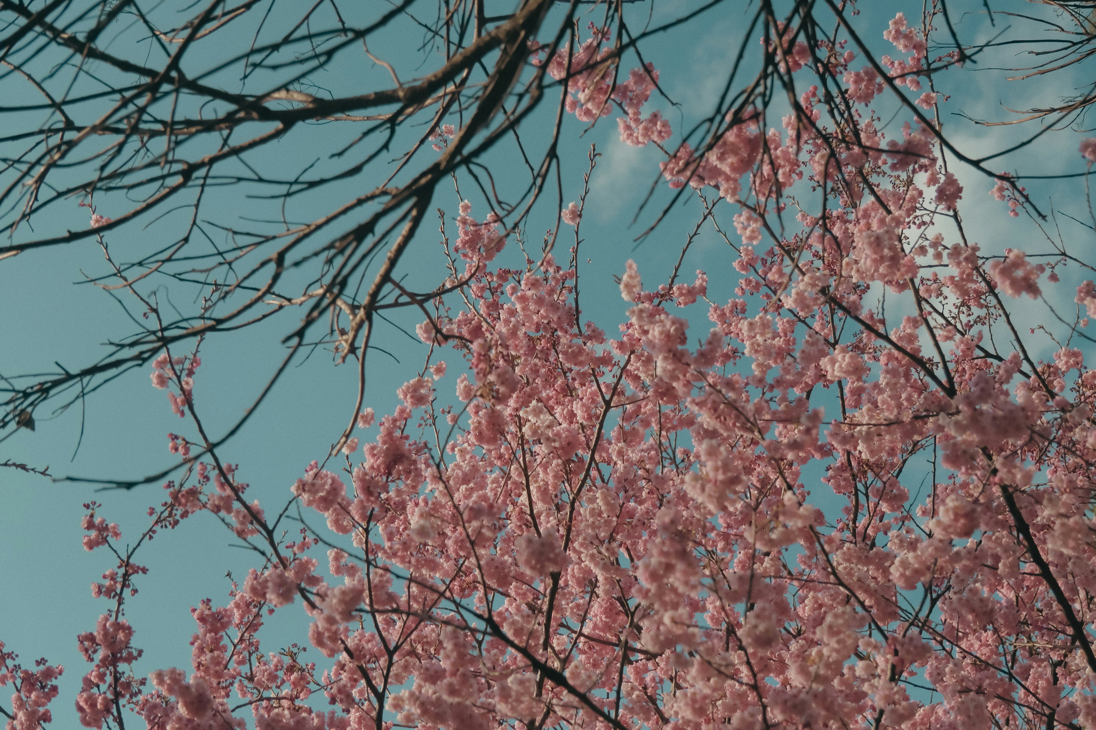 Frühlingsszene mit rosa Kirschblüten vor blauem Himmel