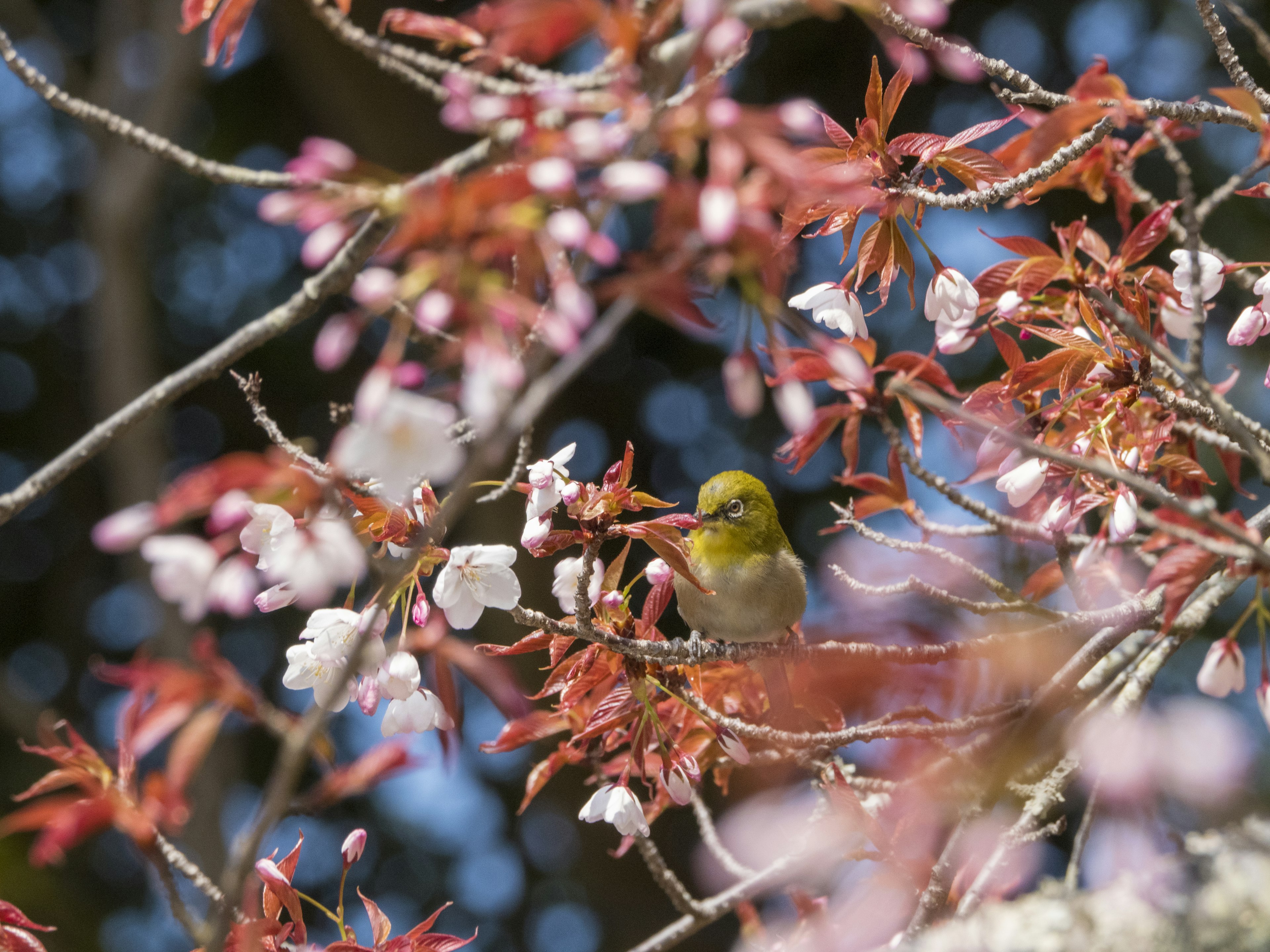 A small yellow bird perched among cherry blossoms