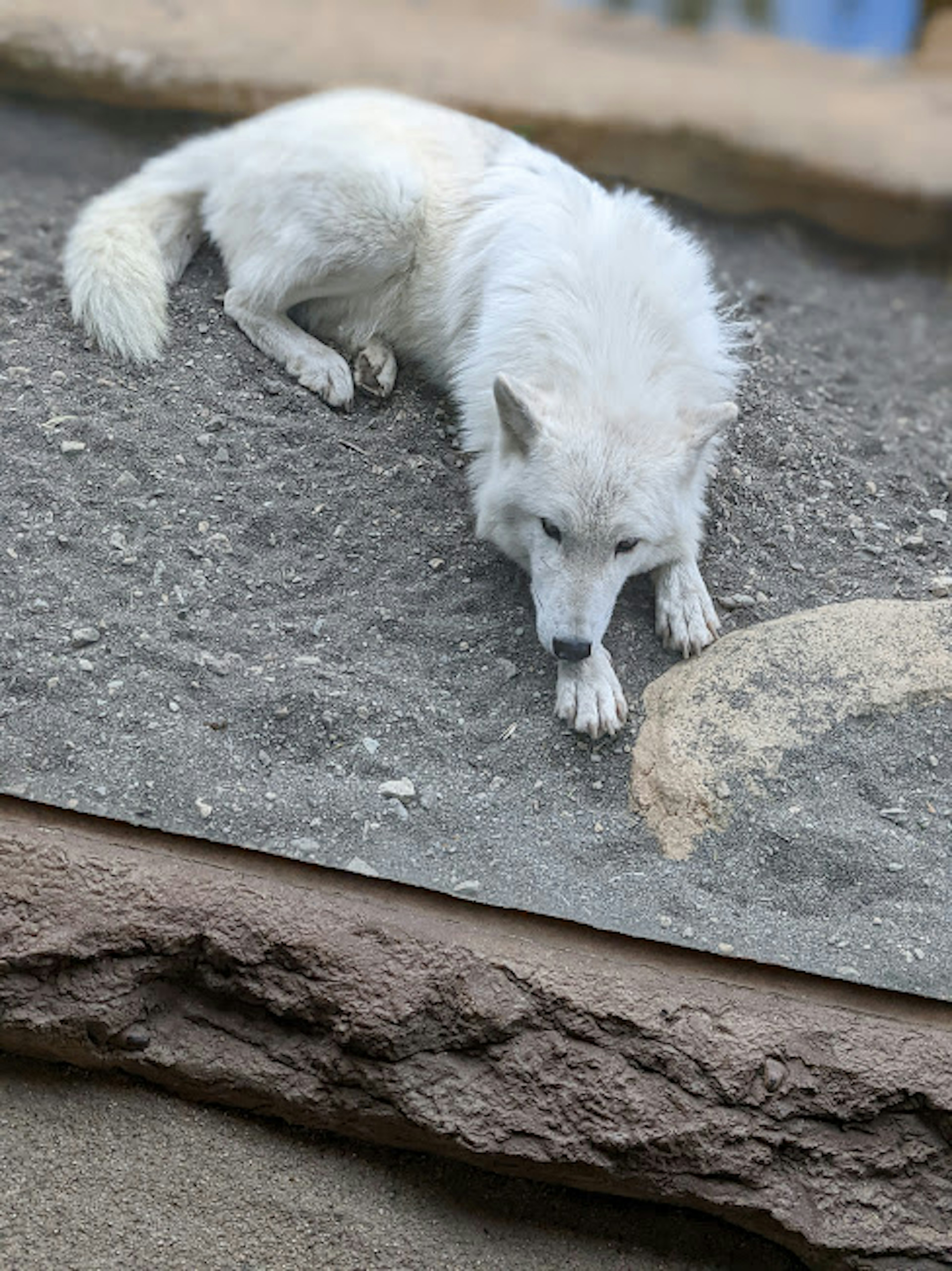 白いアラスカンマラミュートが地面に横たわっている