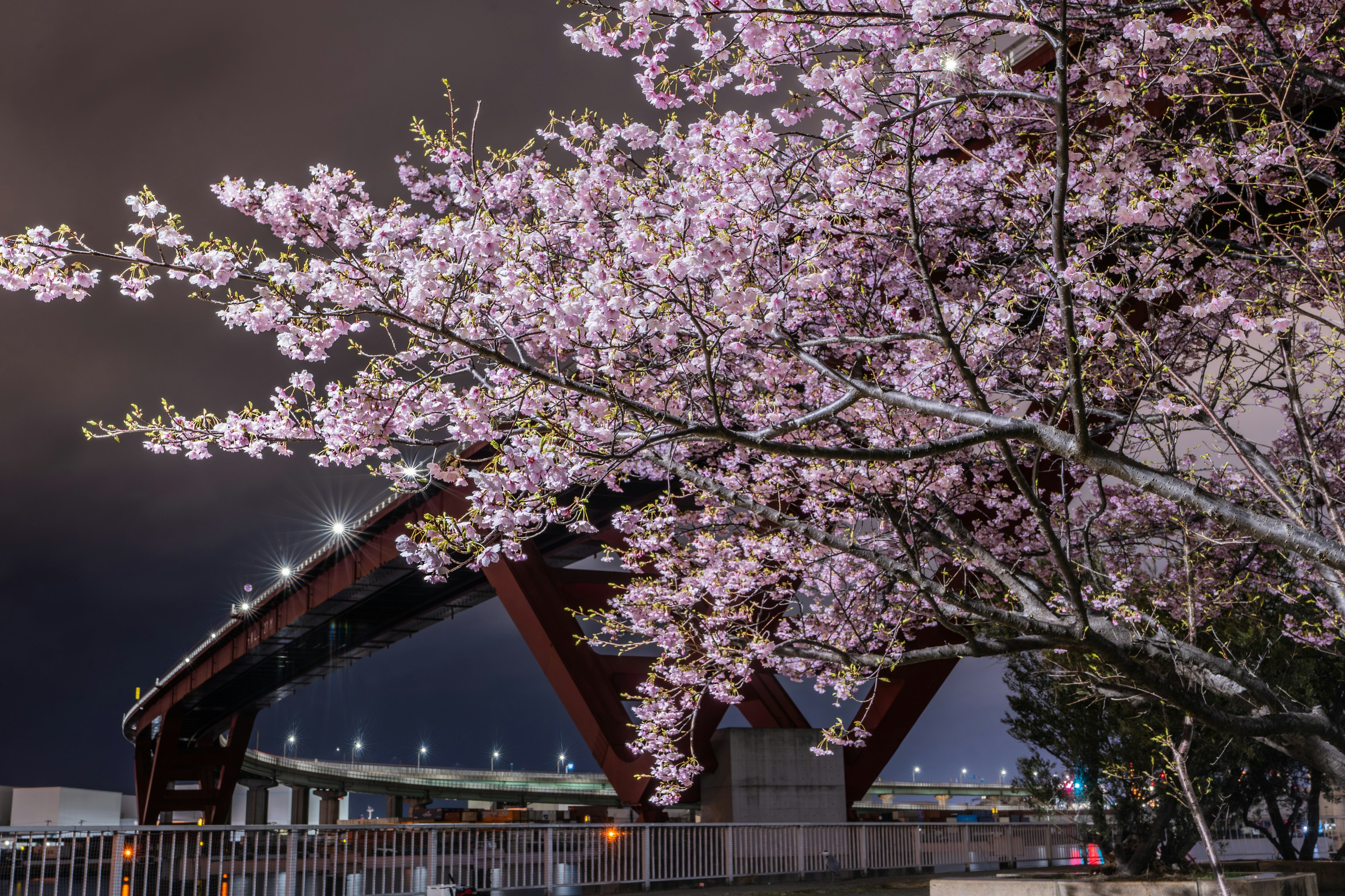 Night scene of cherry blossoms and a bridge