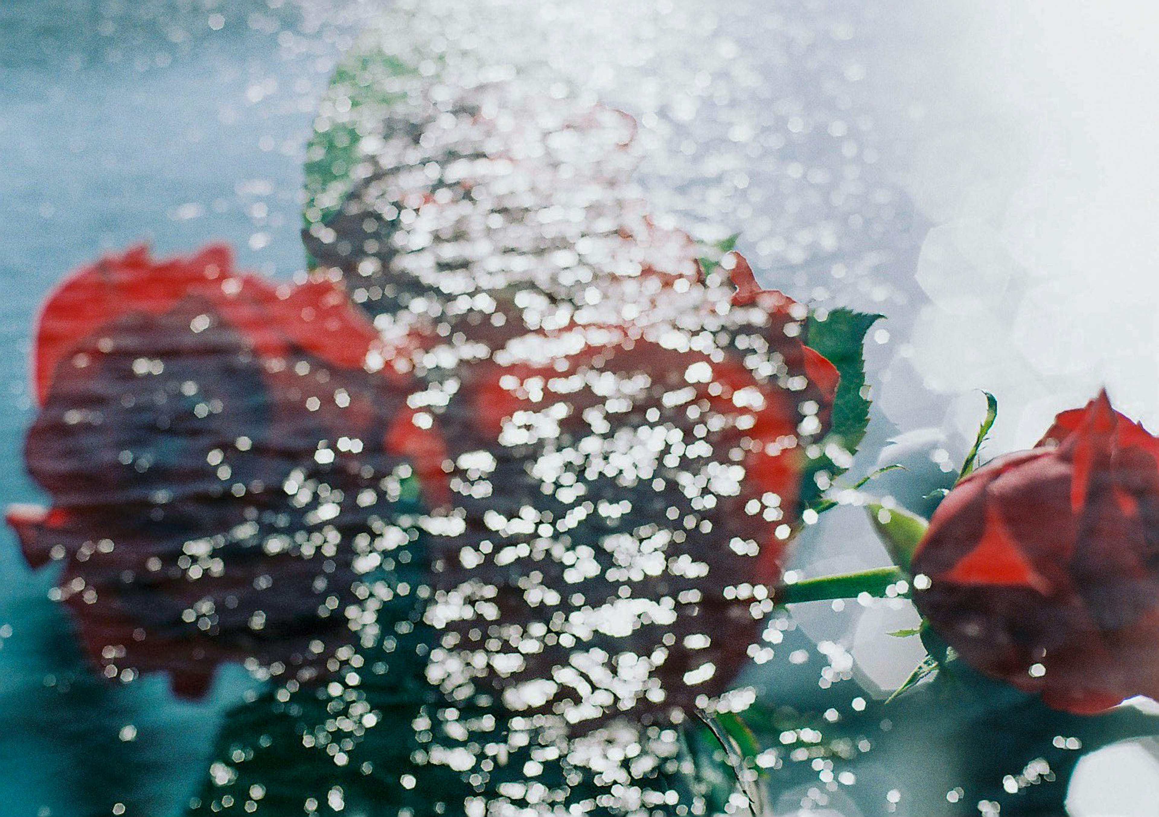 Rose rosse immerse nell'acqua con bolle luccicanti