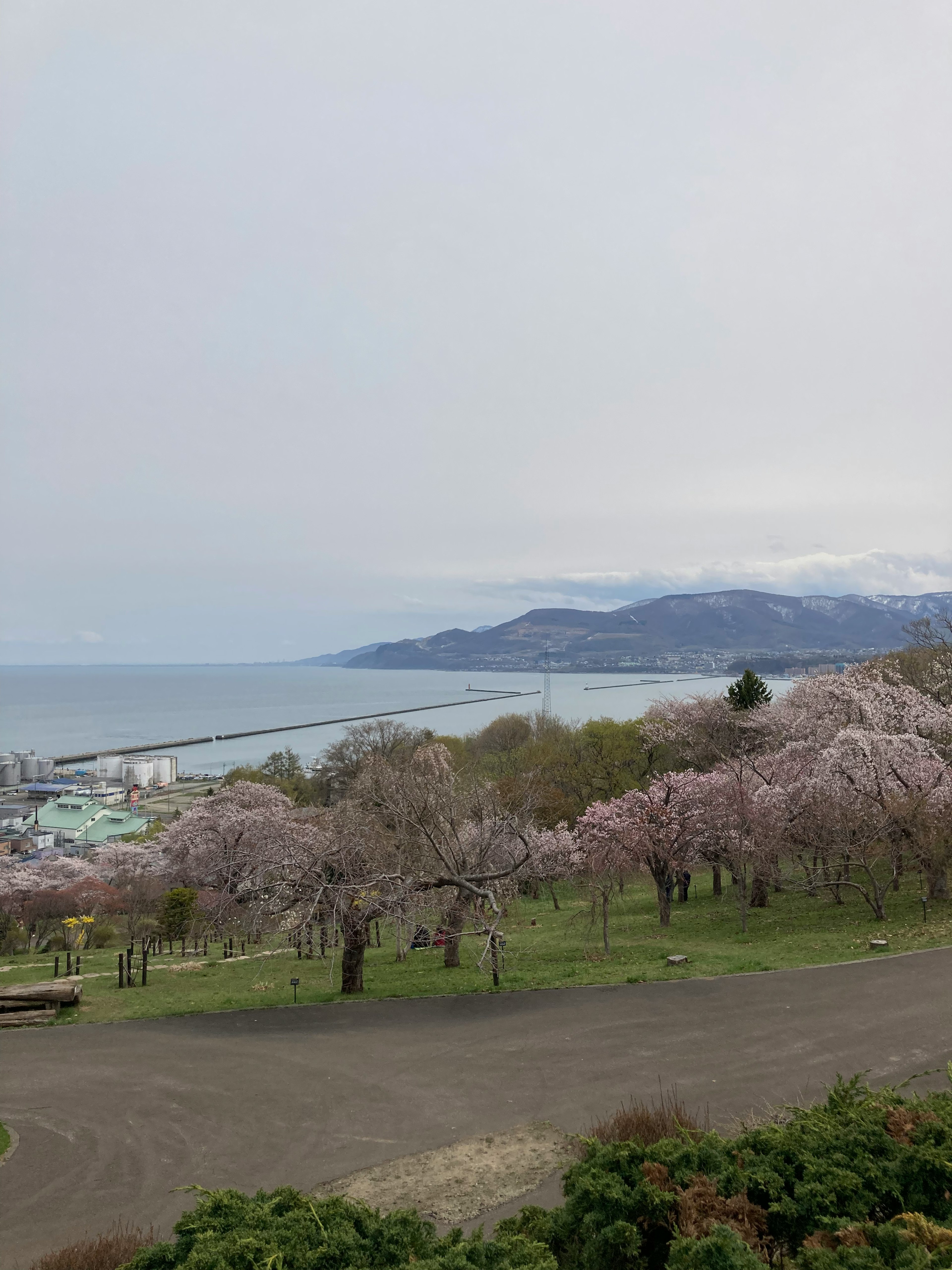 桜の木が咲いている丘から海を見渡す風景