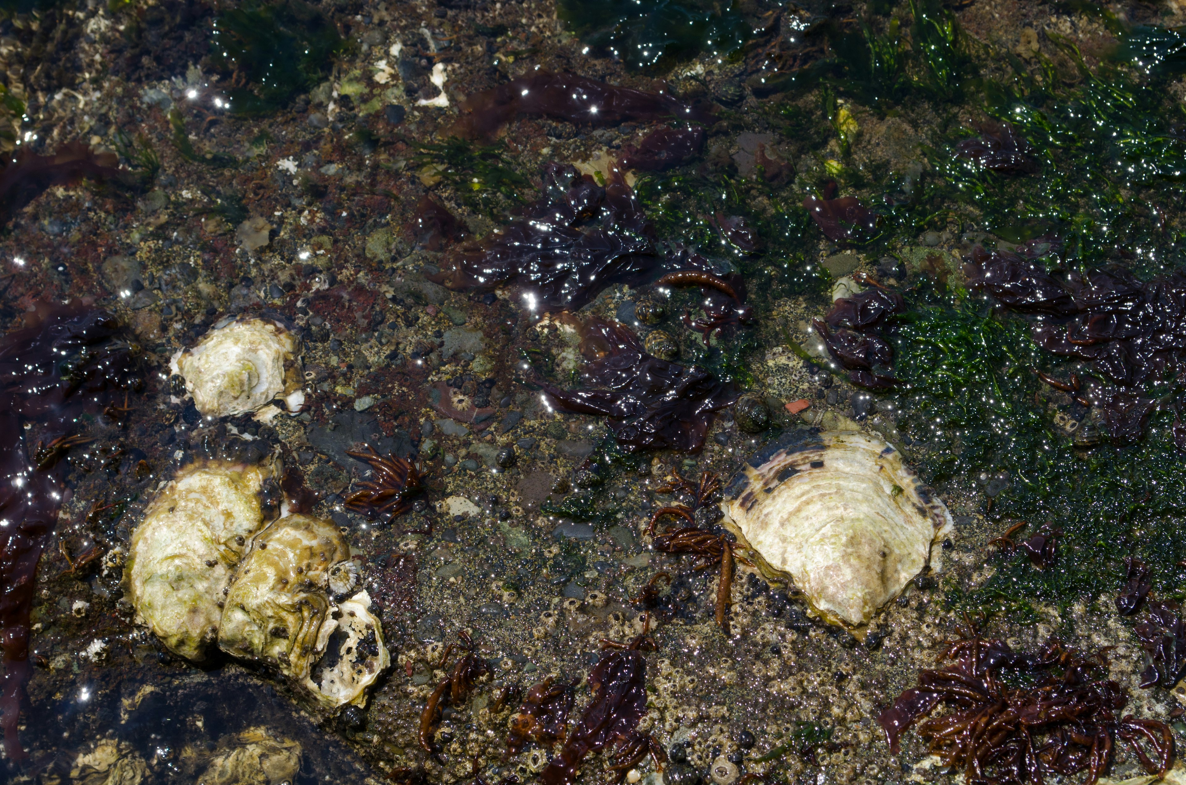 Seabed with shells and clusters of seaweed