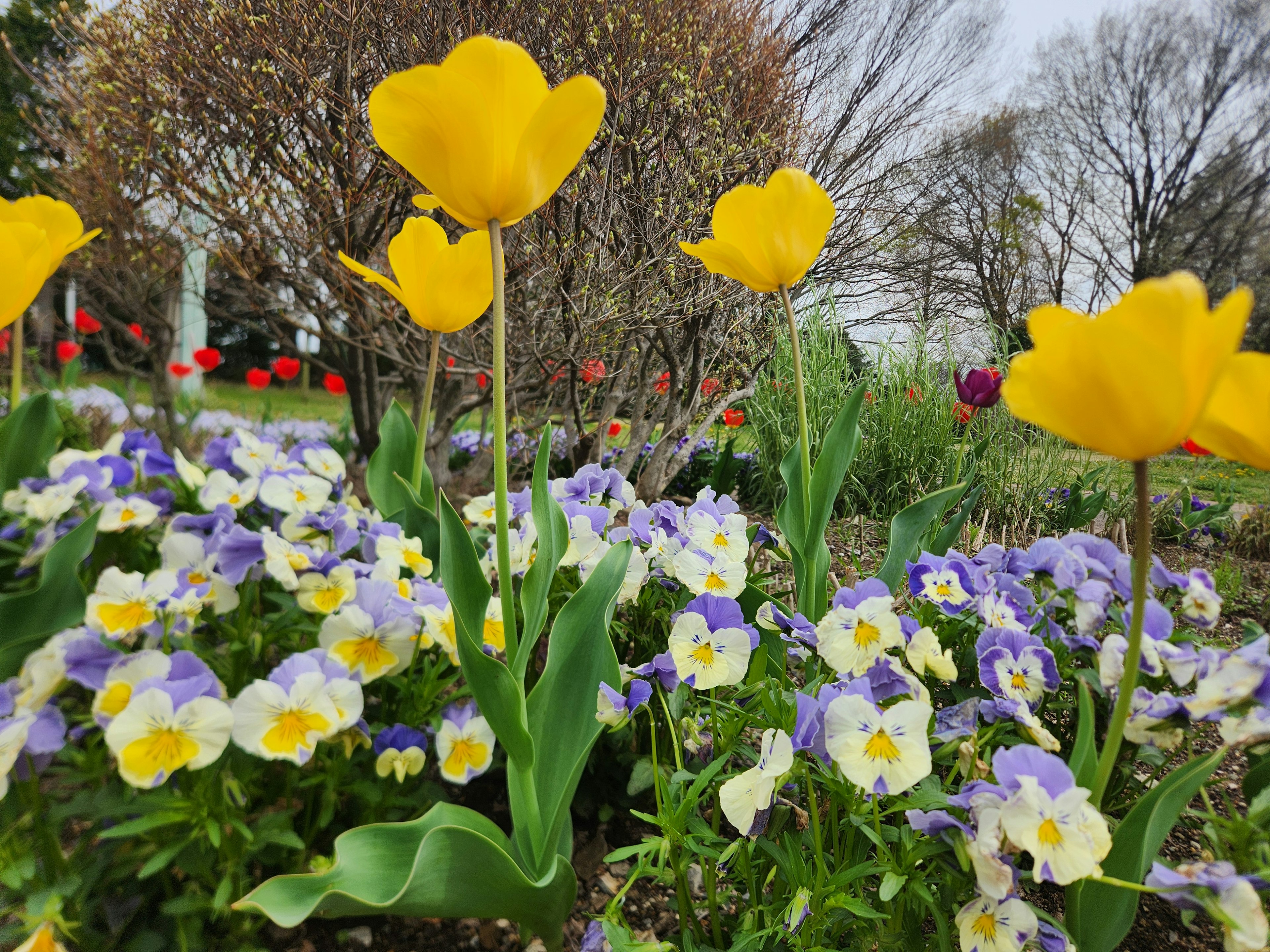 A garden scene featuring yellow tulips and purple pansies in bloom