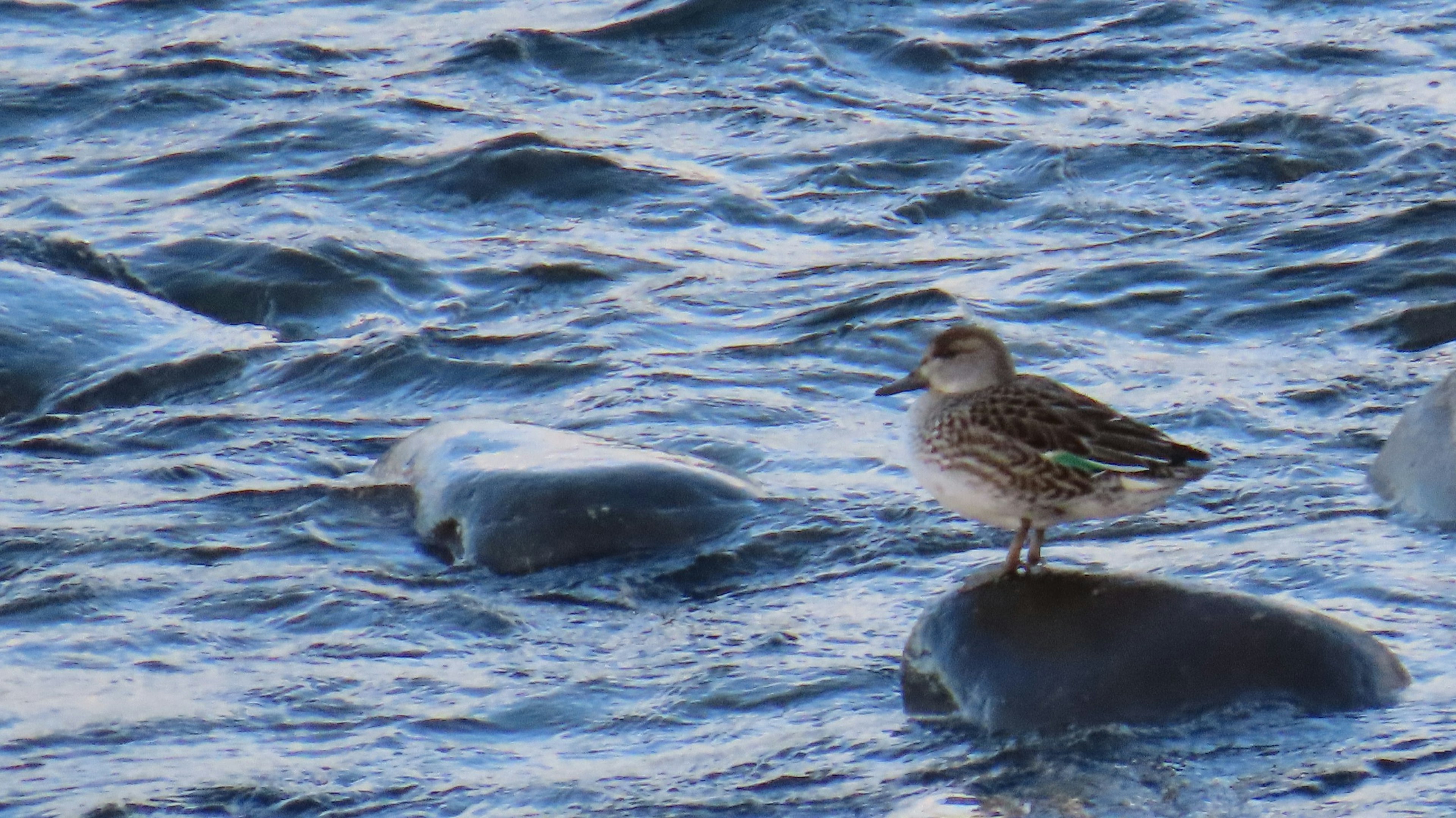 Un petit oiseau se tenant sur une pierre dans l'eau