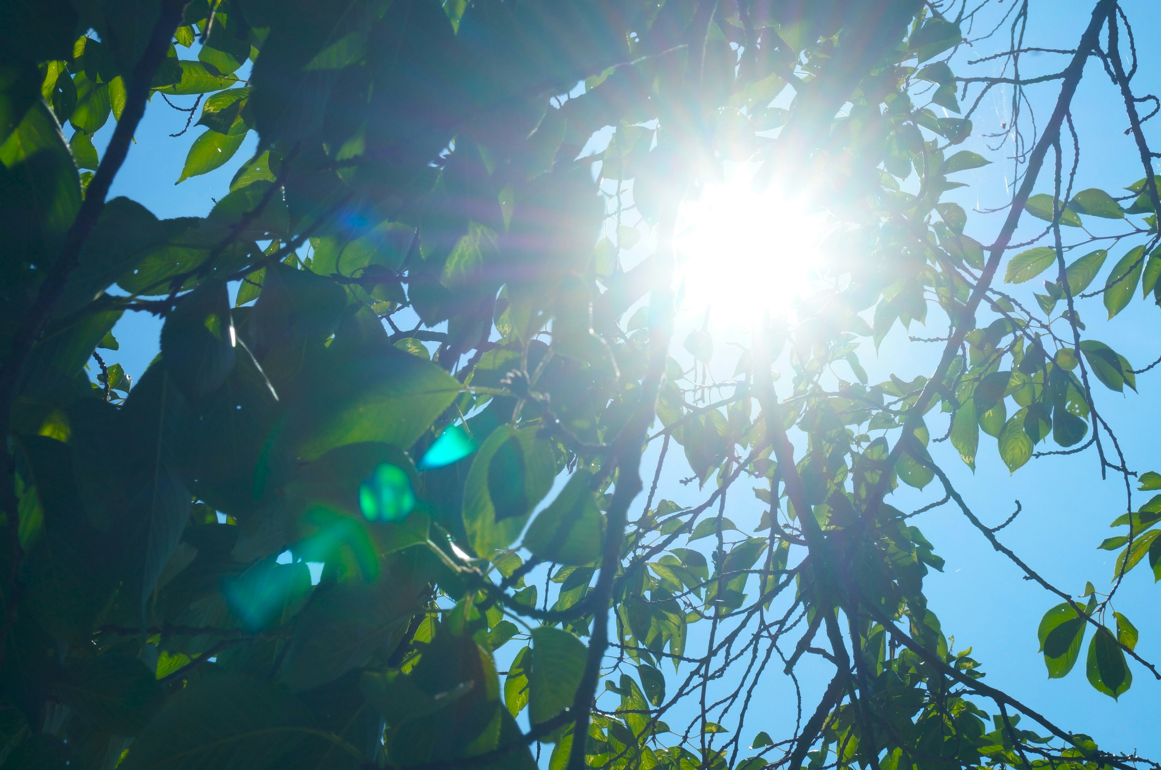 Soleil brillant à travers les feuilles sous un ciel bleu clair