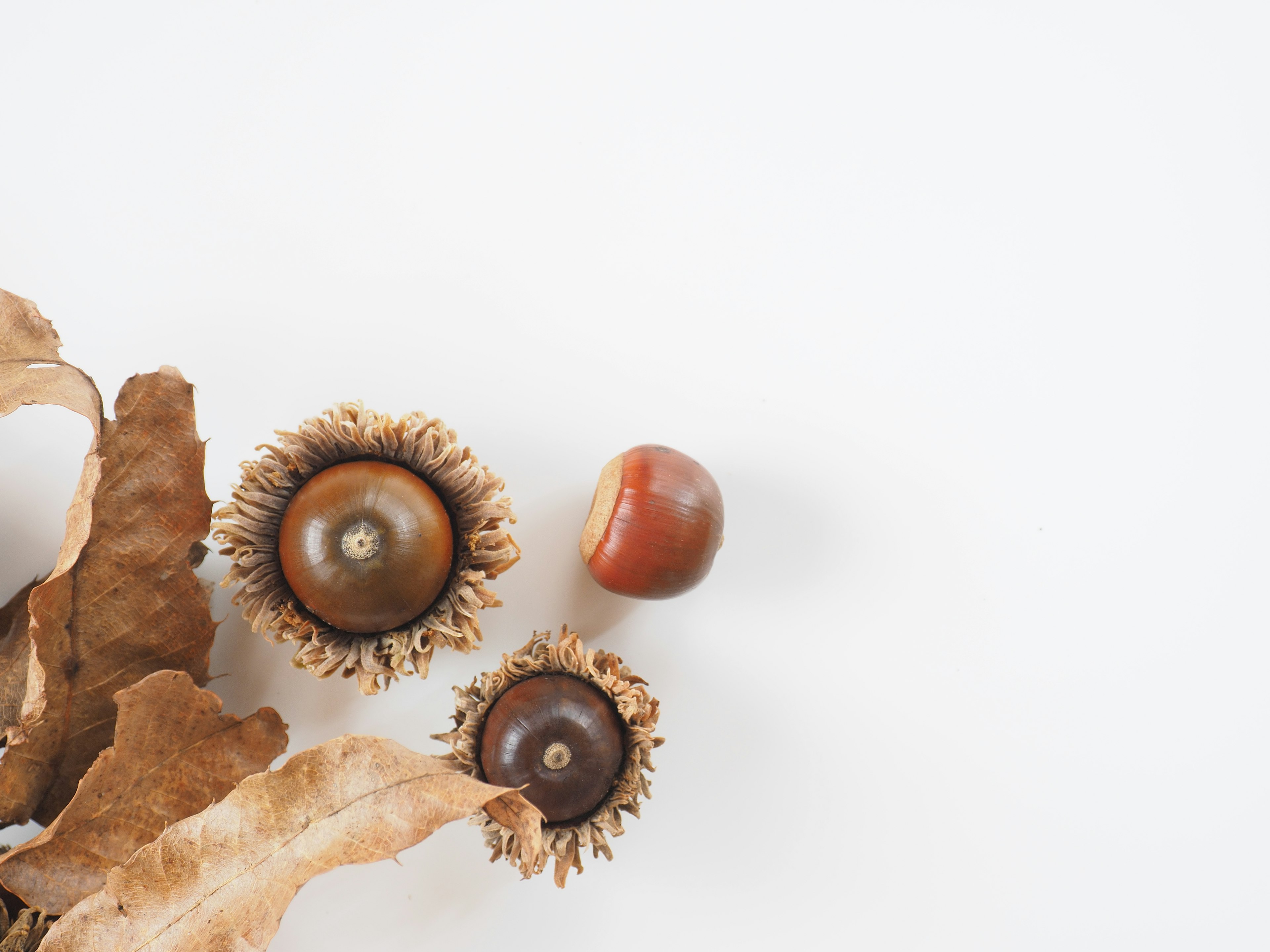 Two acorns and a dried leaf on a white background