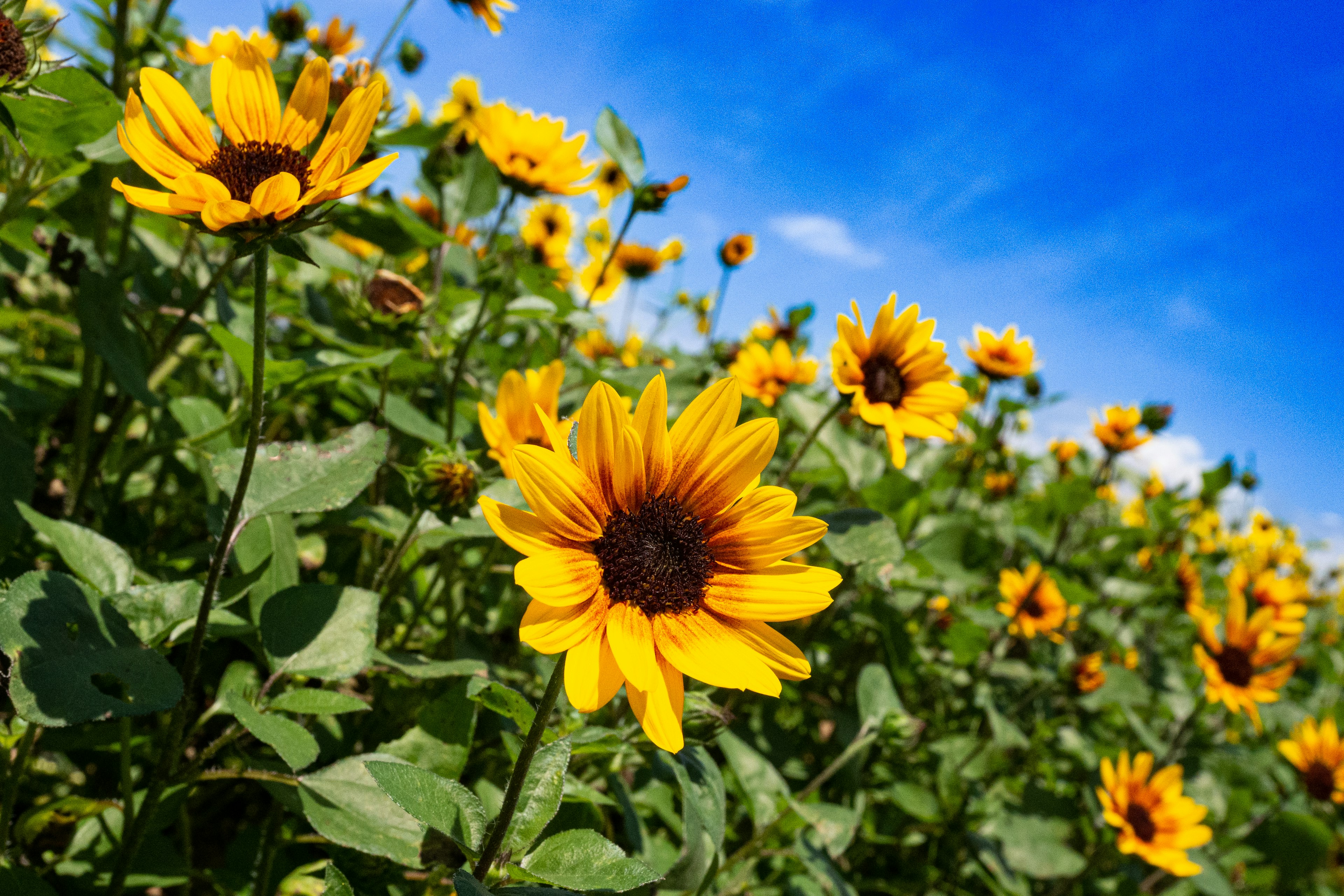 Ein Feld von Sonnenblumen blüht unter einem blauen Himmel