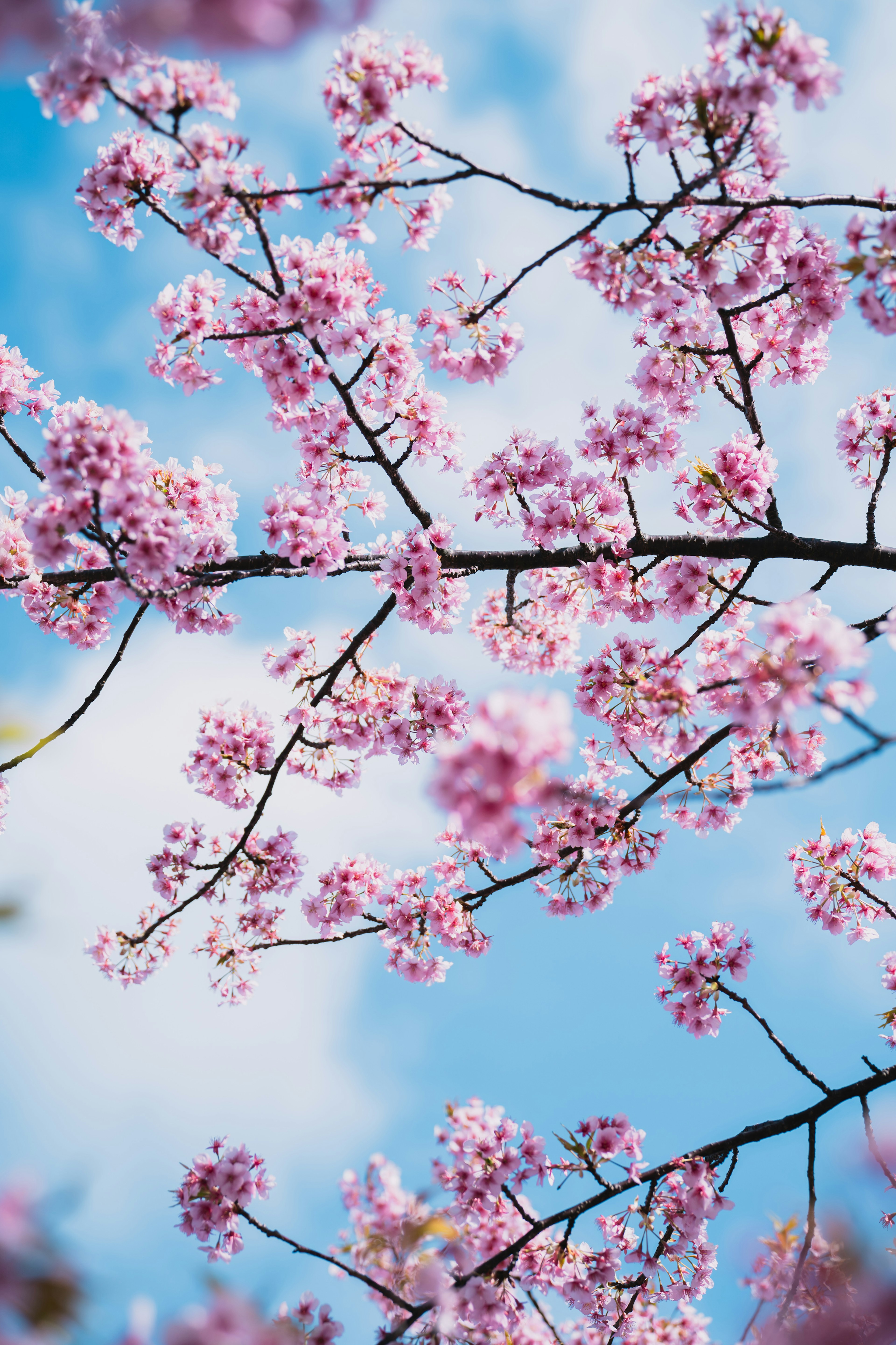 Nahaufnahme von Kirschblüten vor blauem Himmel