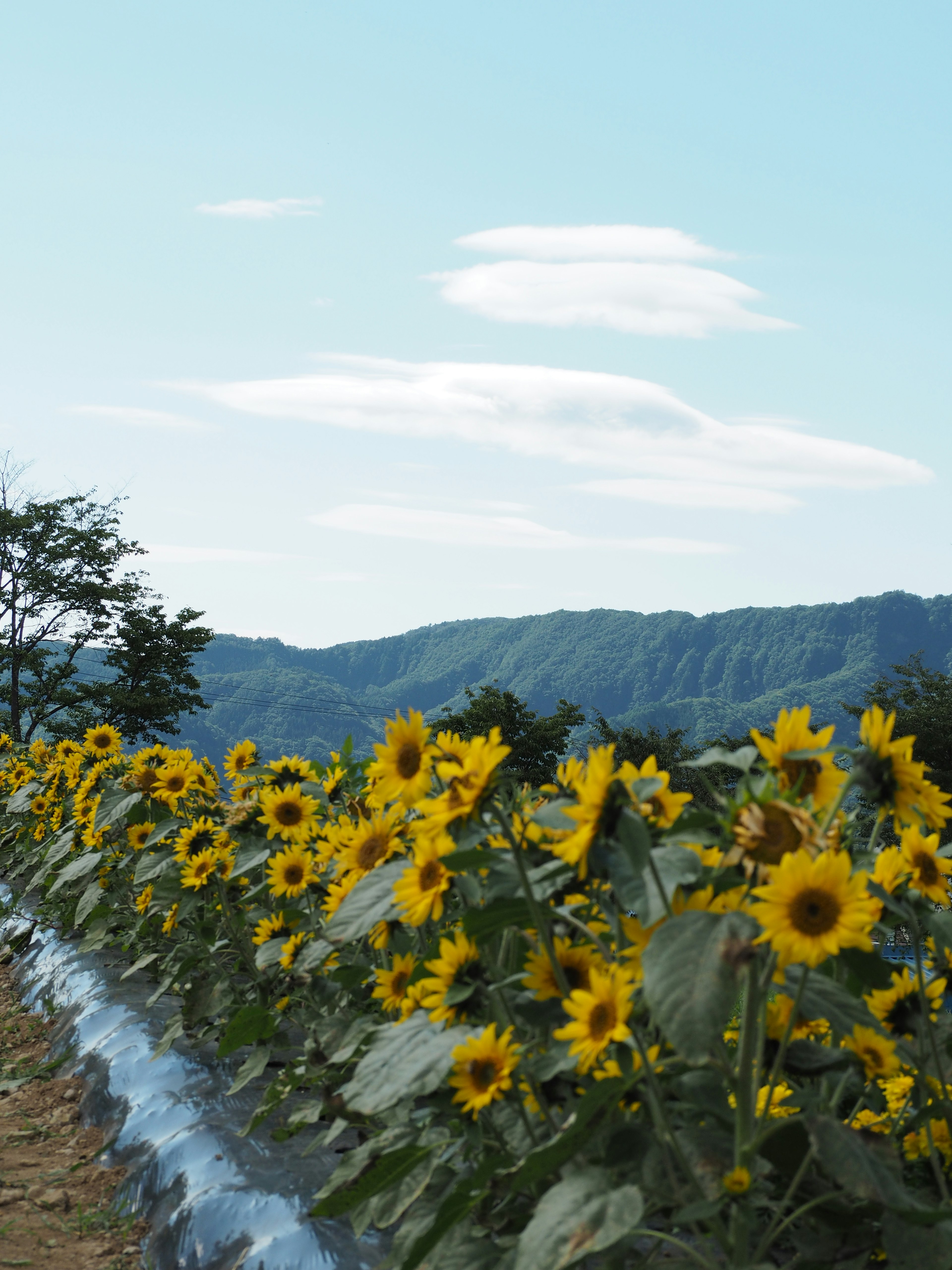 Champ de tournesols sous un ciel bleu avec des montagnes au loin