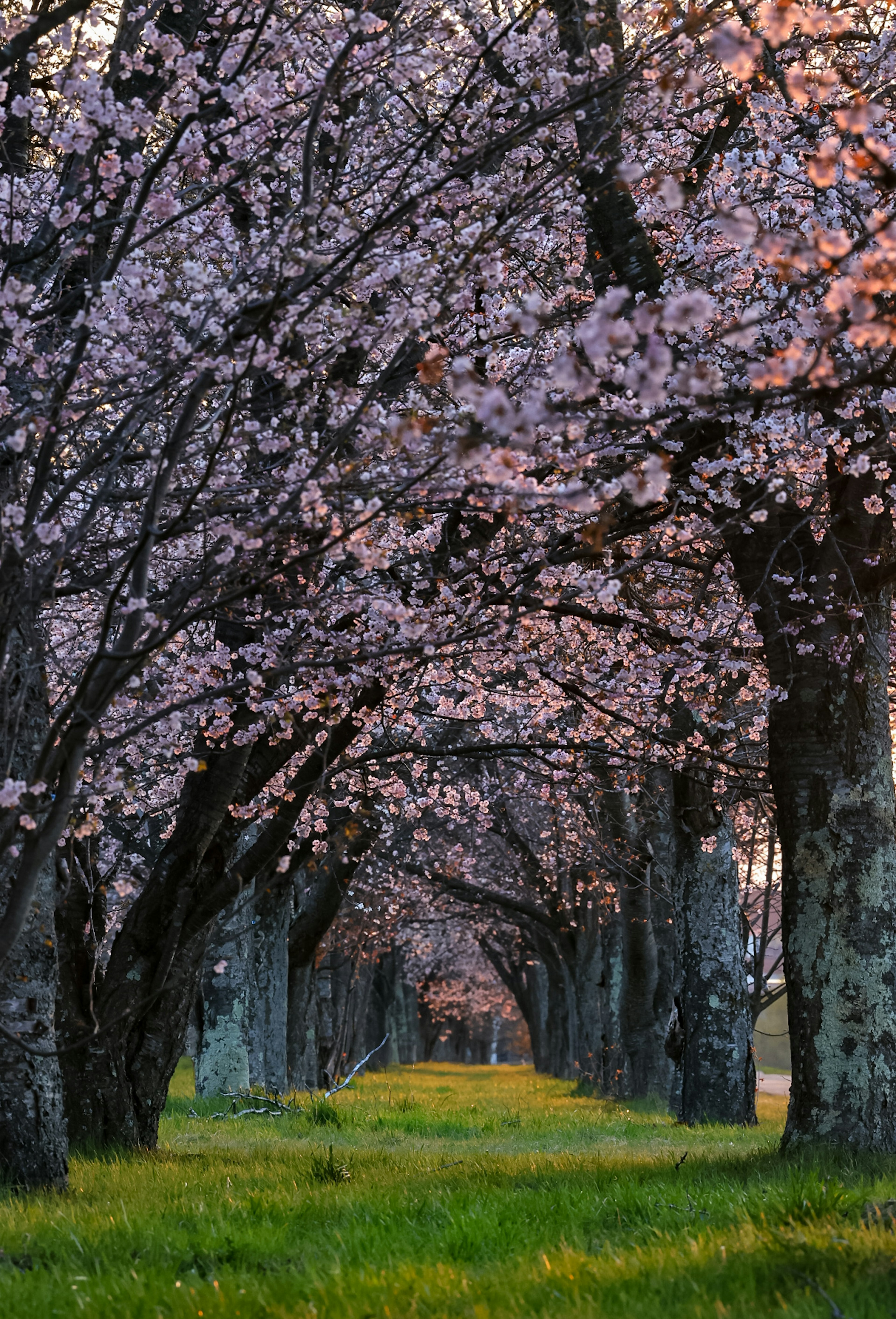 桜の木が並ぶ美しい小道とピンクの花が咲いている