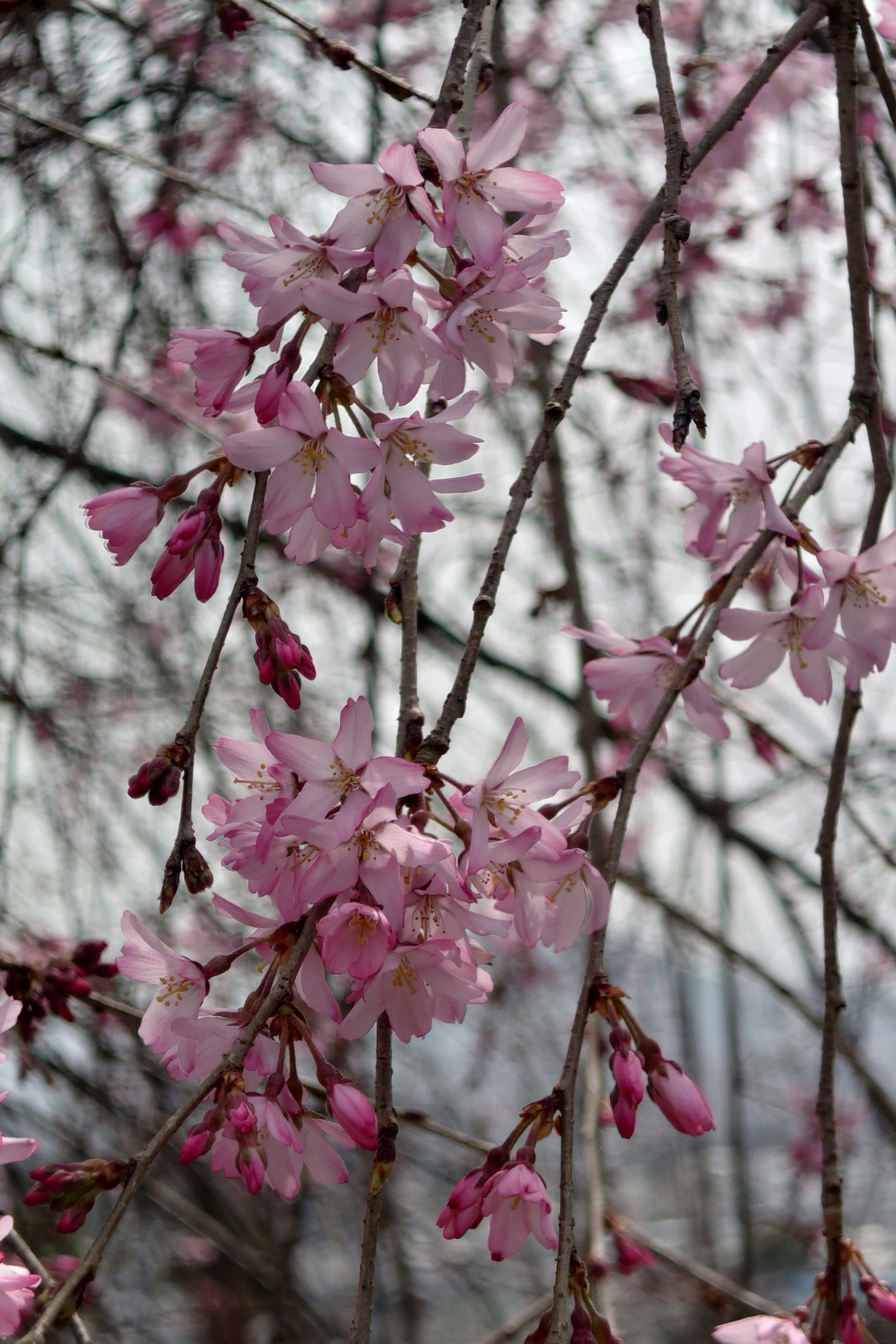 Close-up cabang bunga sakura dengan bunga merah muda