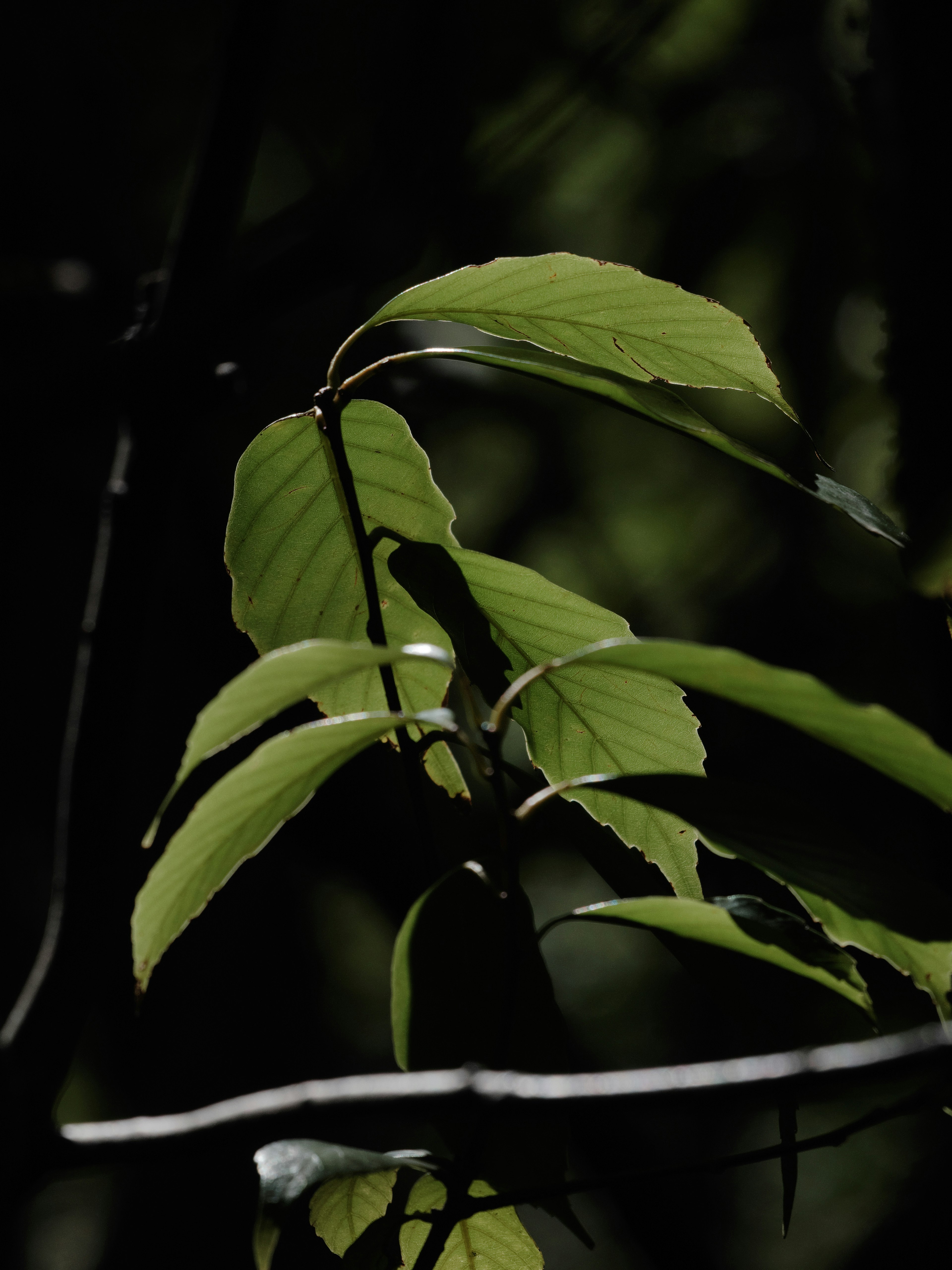 Vibrant green leaves against a dark background