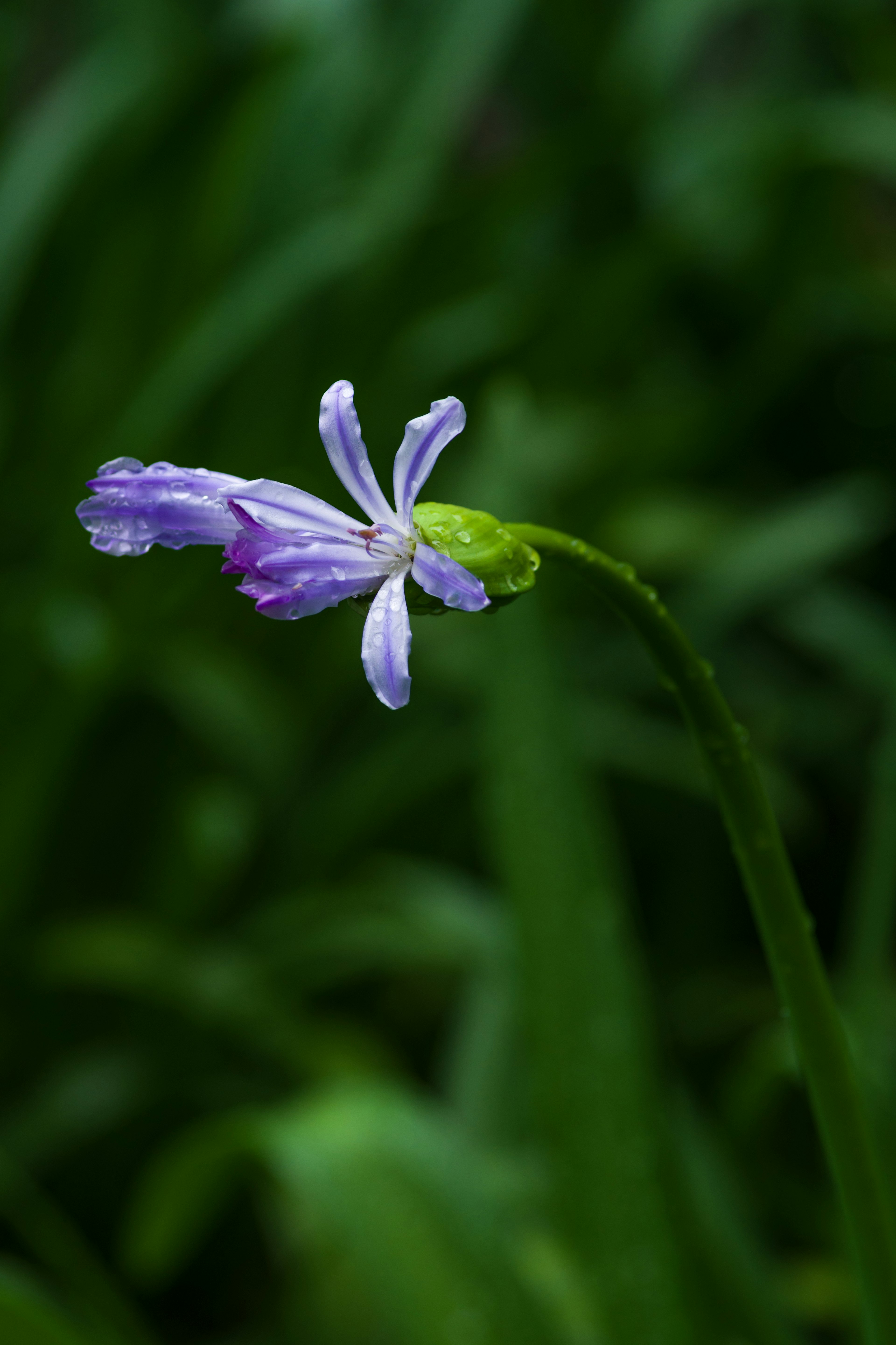 Une fleur violette se tenant parmi des feuilles vertes