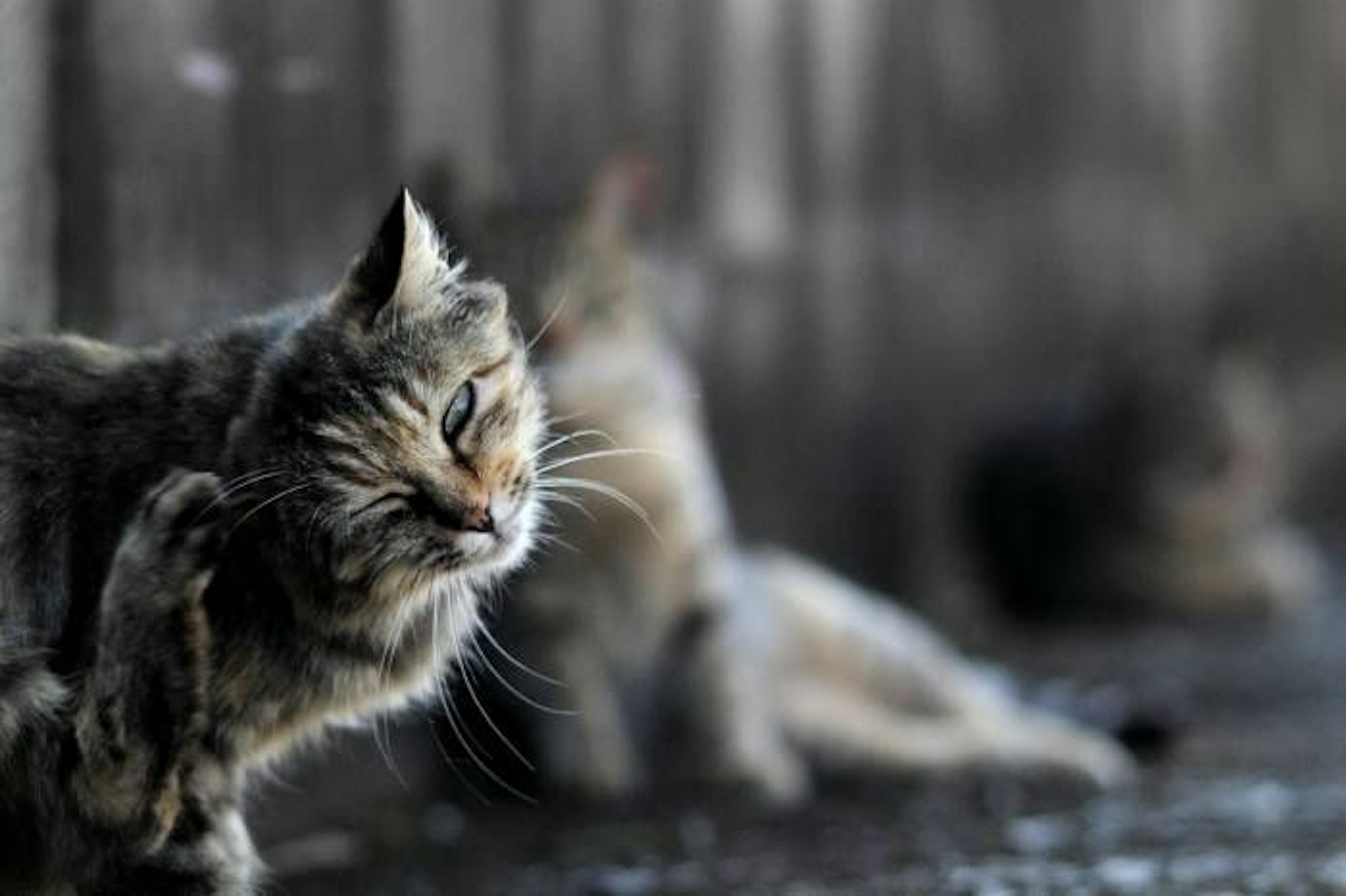 Seekor kucing menggaruk telinganya dengan kucing lain di latar belakang