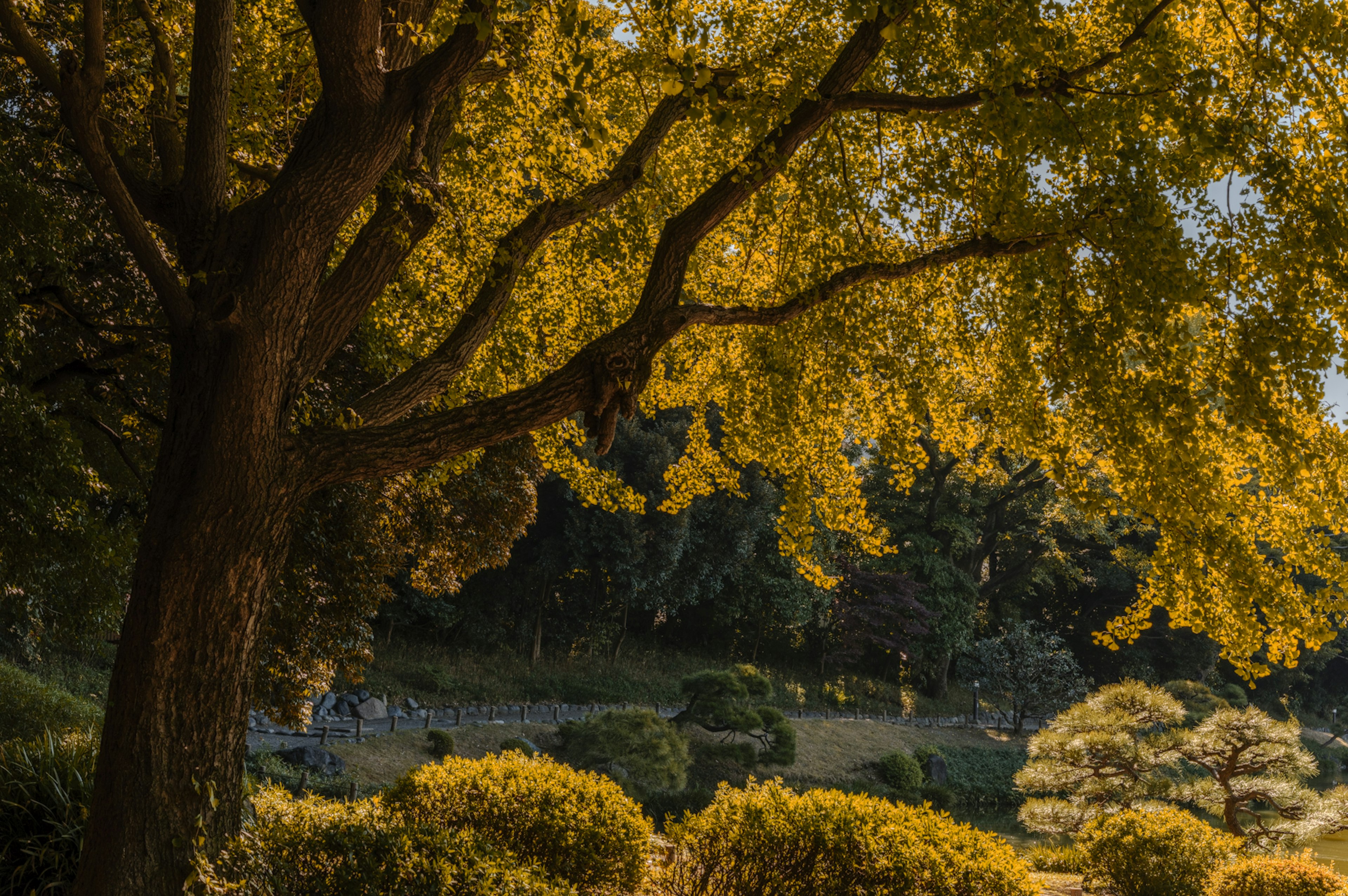 Goldene Herbstblätter an Baumzweigen mit einem ruhigen Garten im Hintergrund