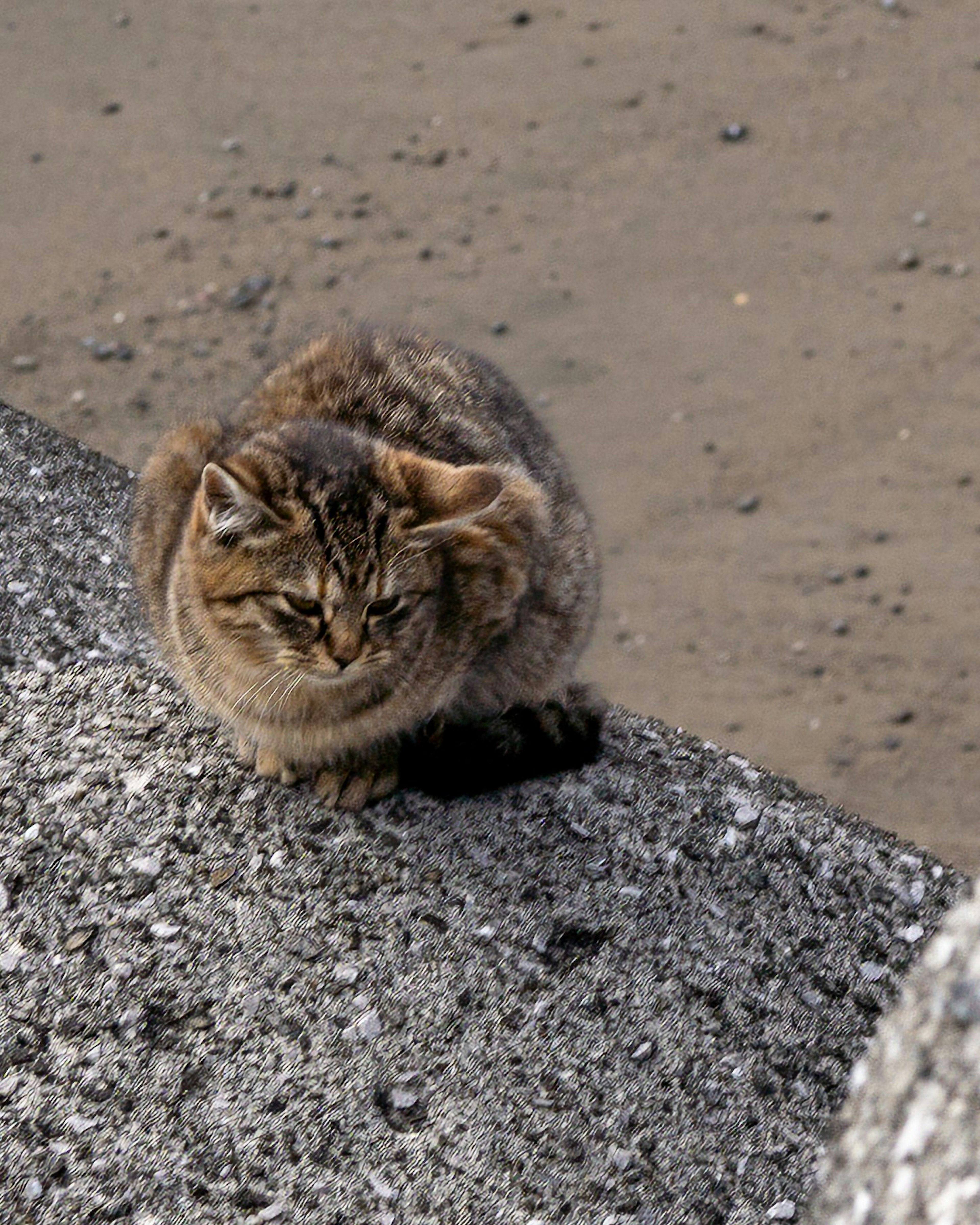 猫が岩の上に座っている風景