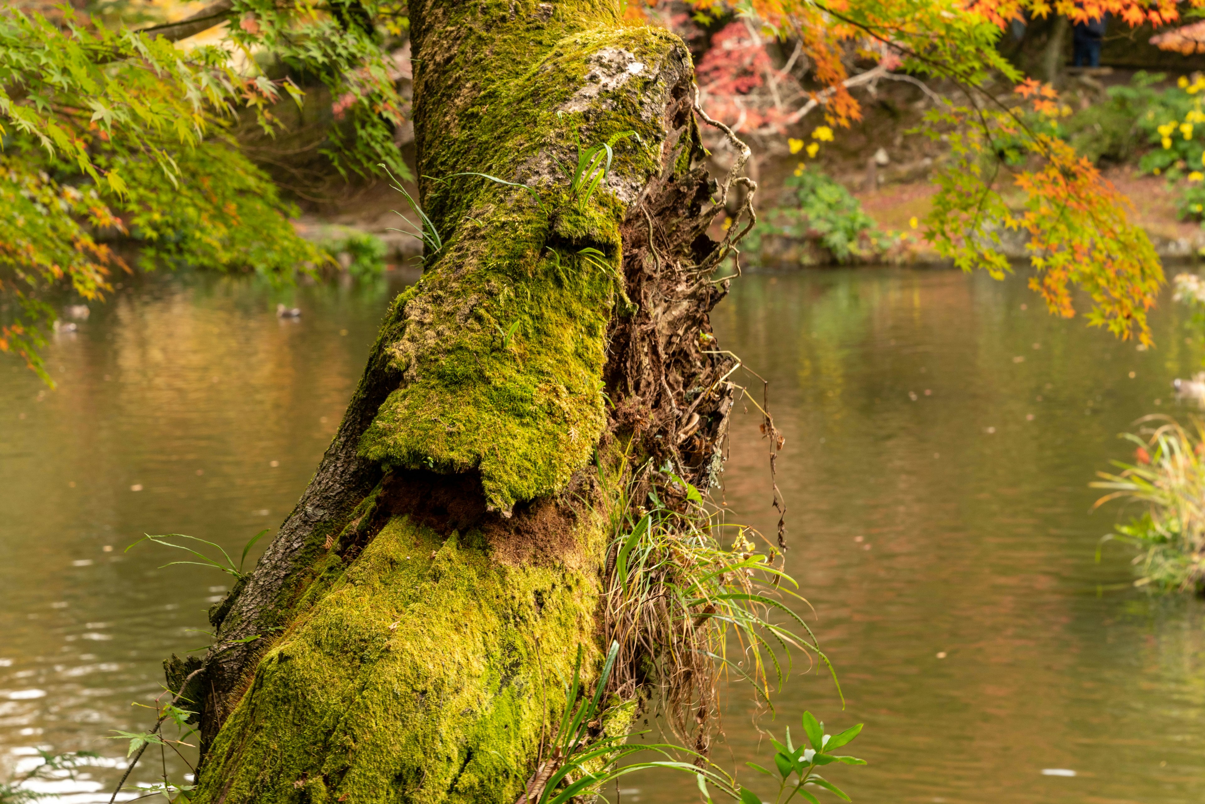 川のほとりの苔むした木と静かな水面の風景