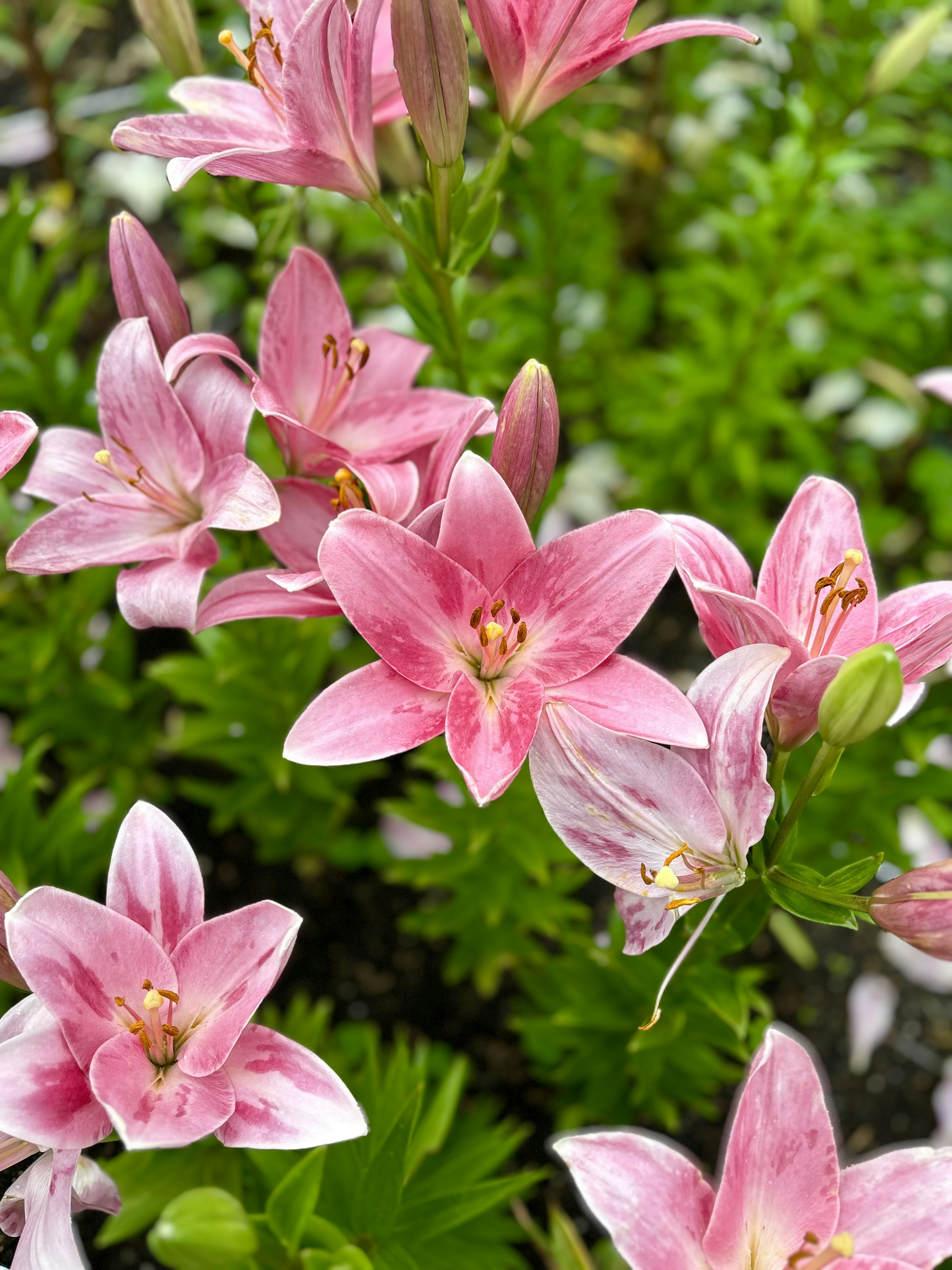 Kedekatan bunga pink yang mekar di taman