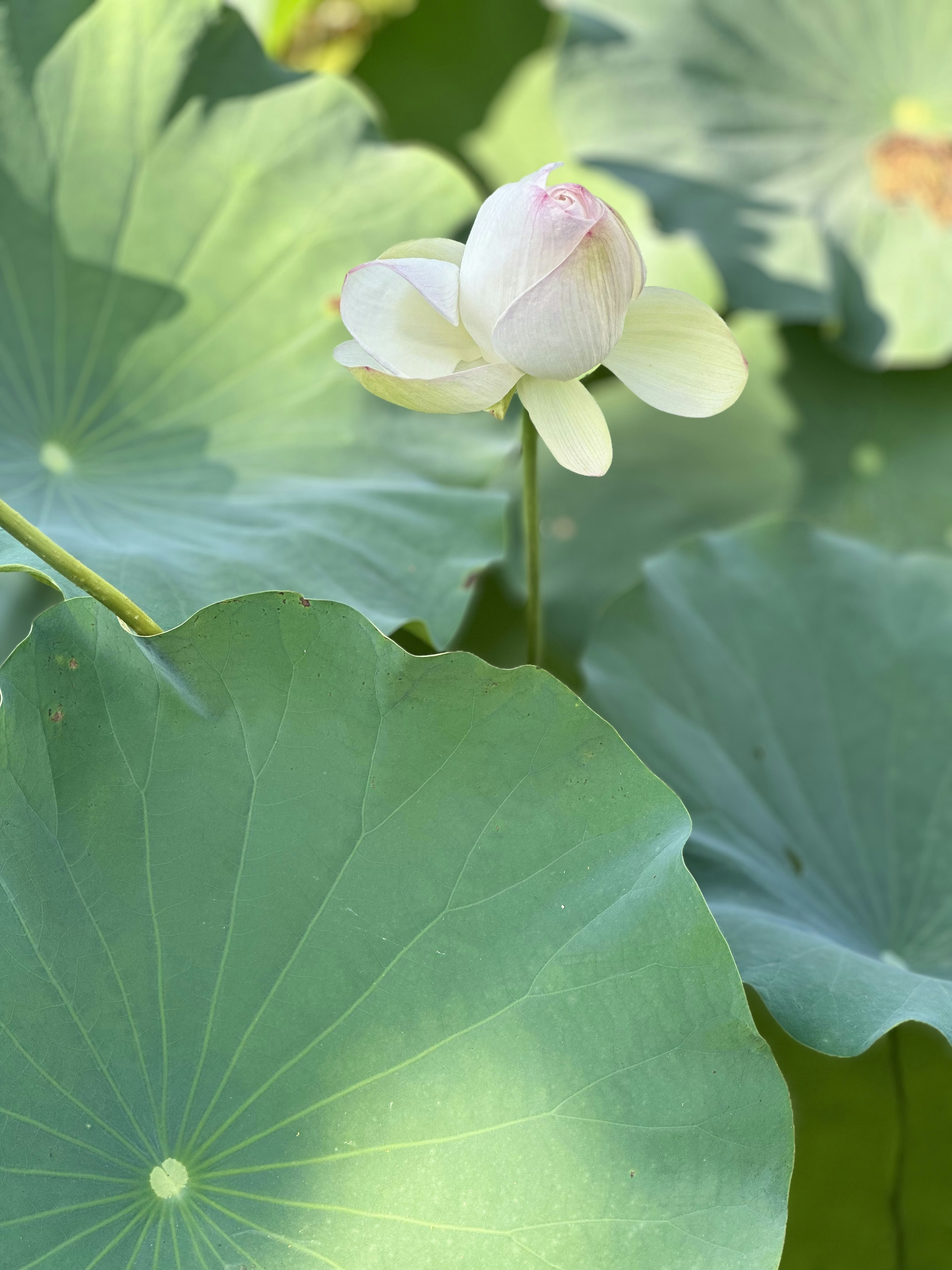 Une fleur de lotus blanc fleurissant parmi des feuilles vertes