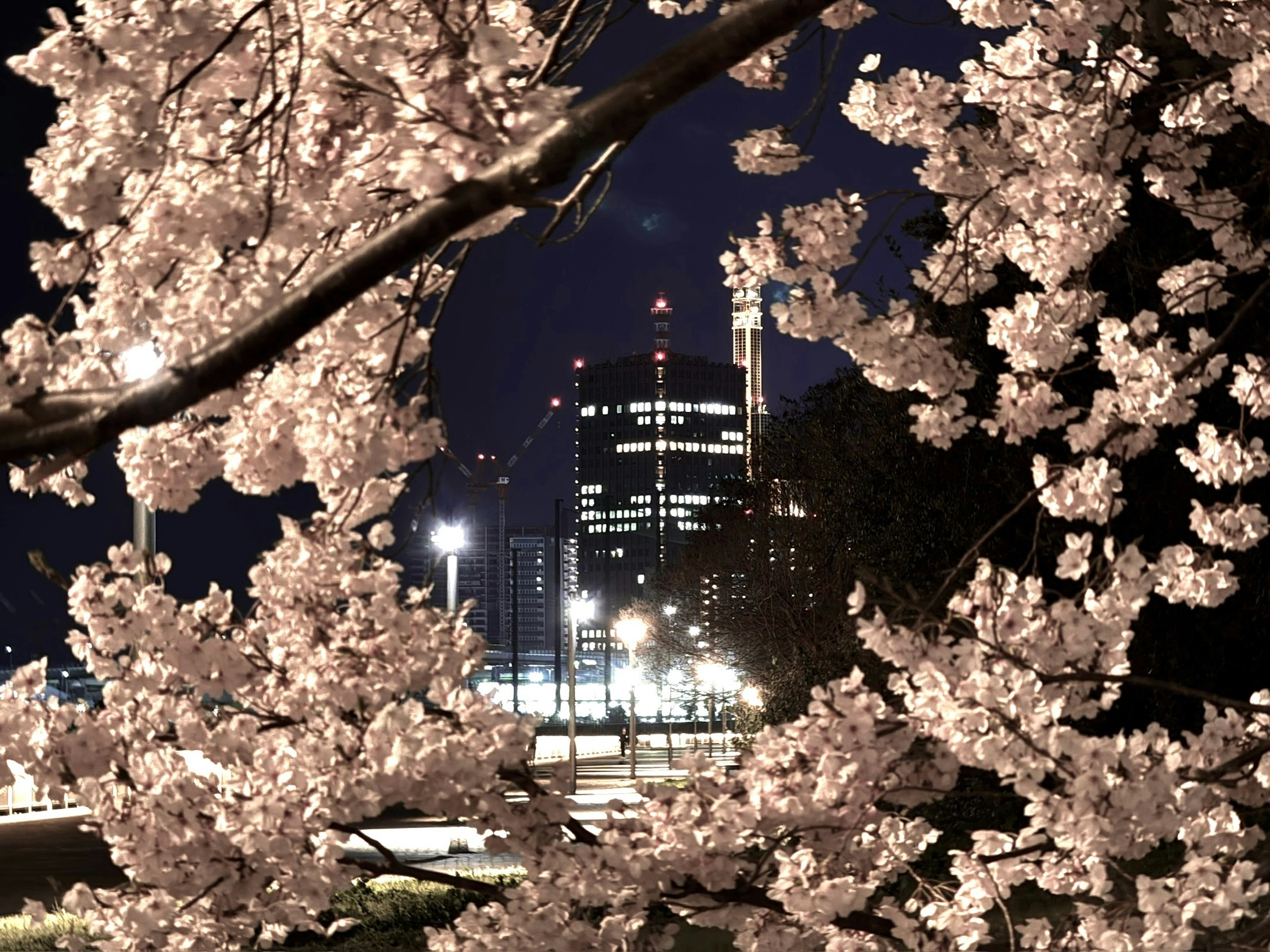 Kirschblüten rahmen eine Stadtlandschaft bei Nacht