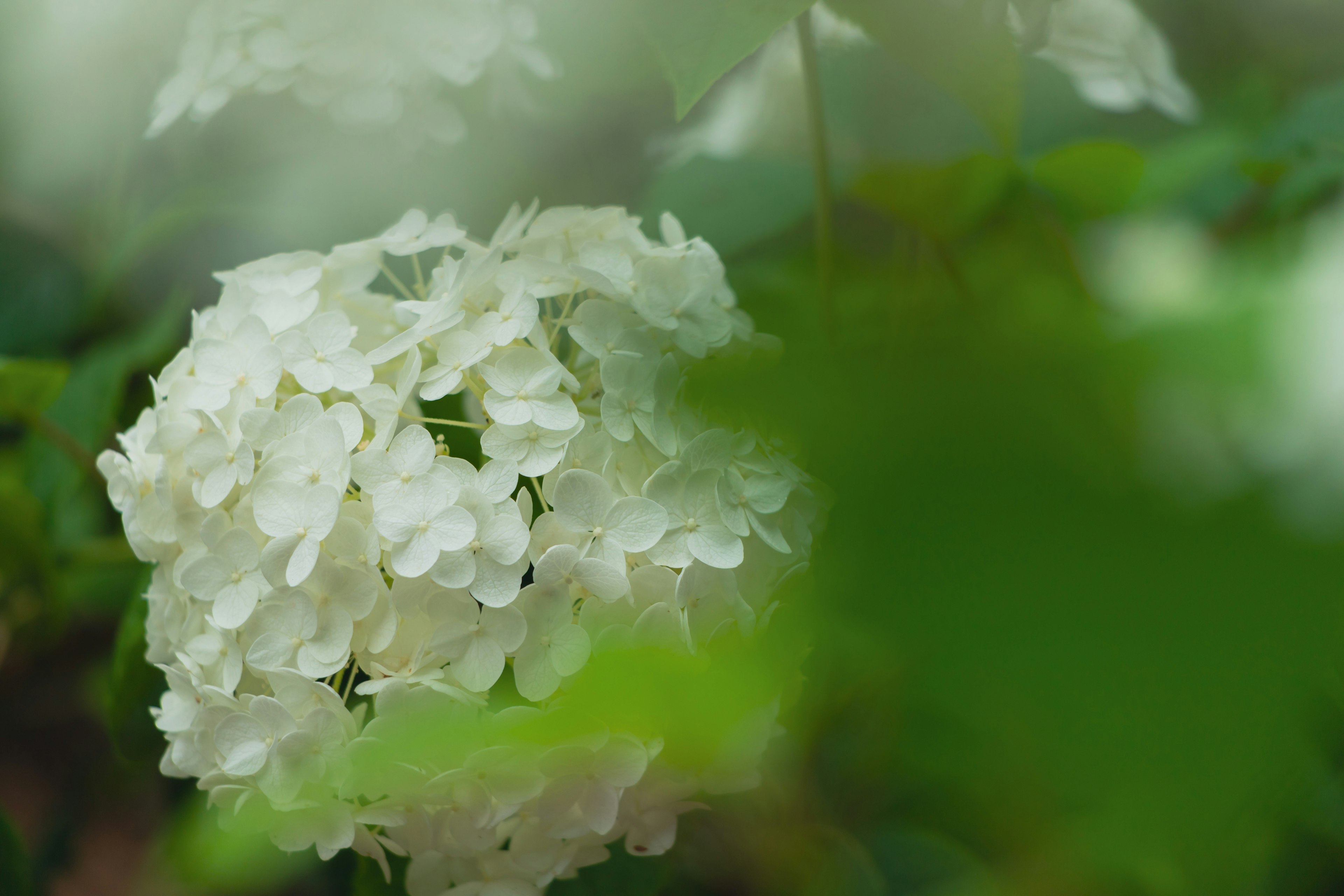 白色花朵特写，周围环绕着绿色叶子，质感柔和