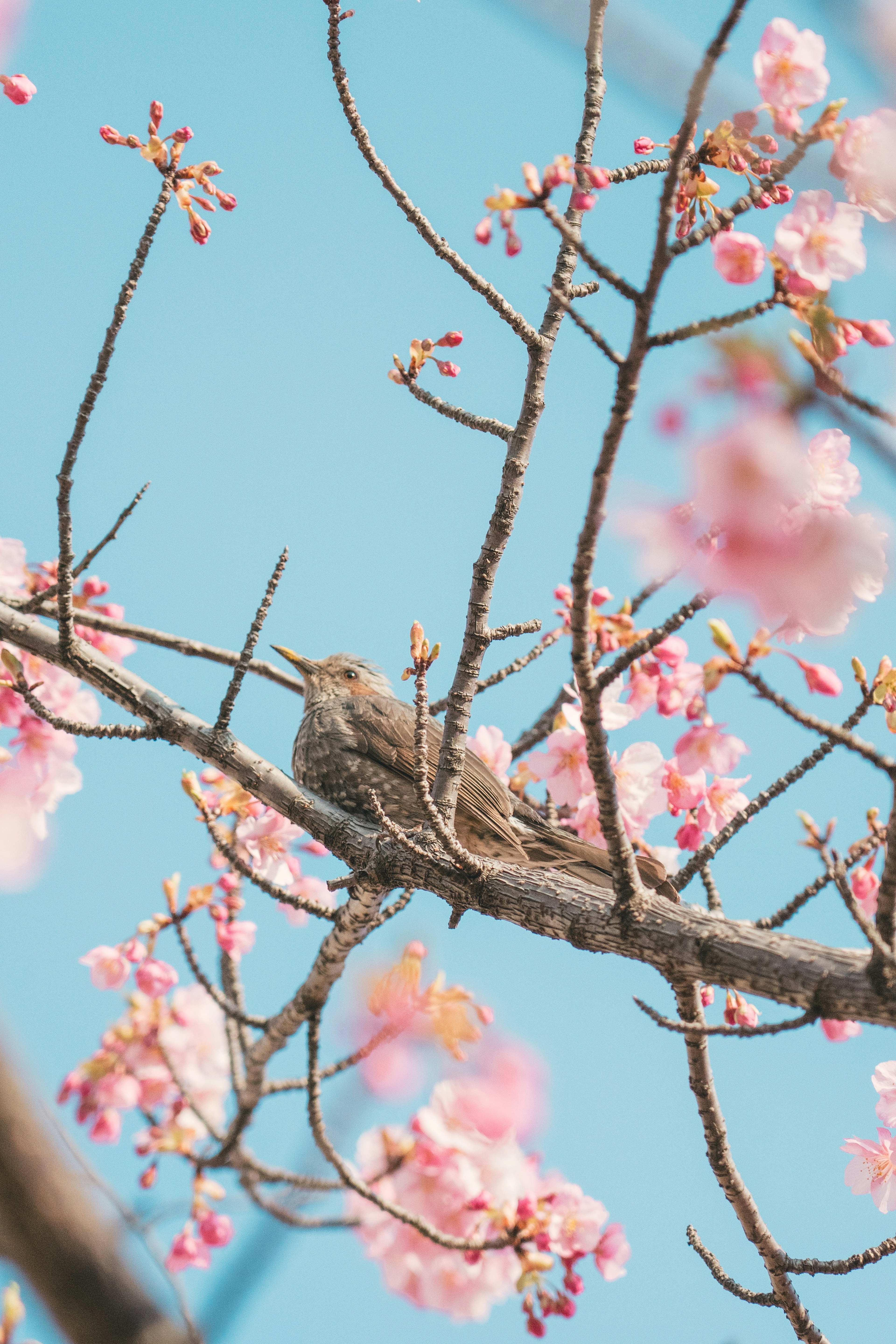 Ein kleiner Vogel sitzt zwischen Kirschblüten vor blauem Himmel