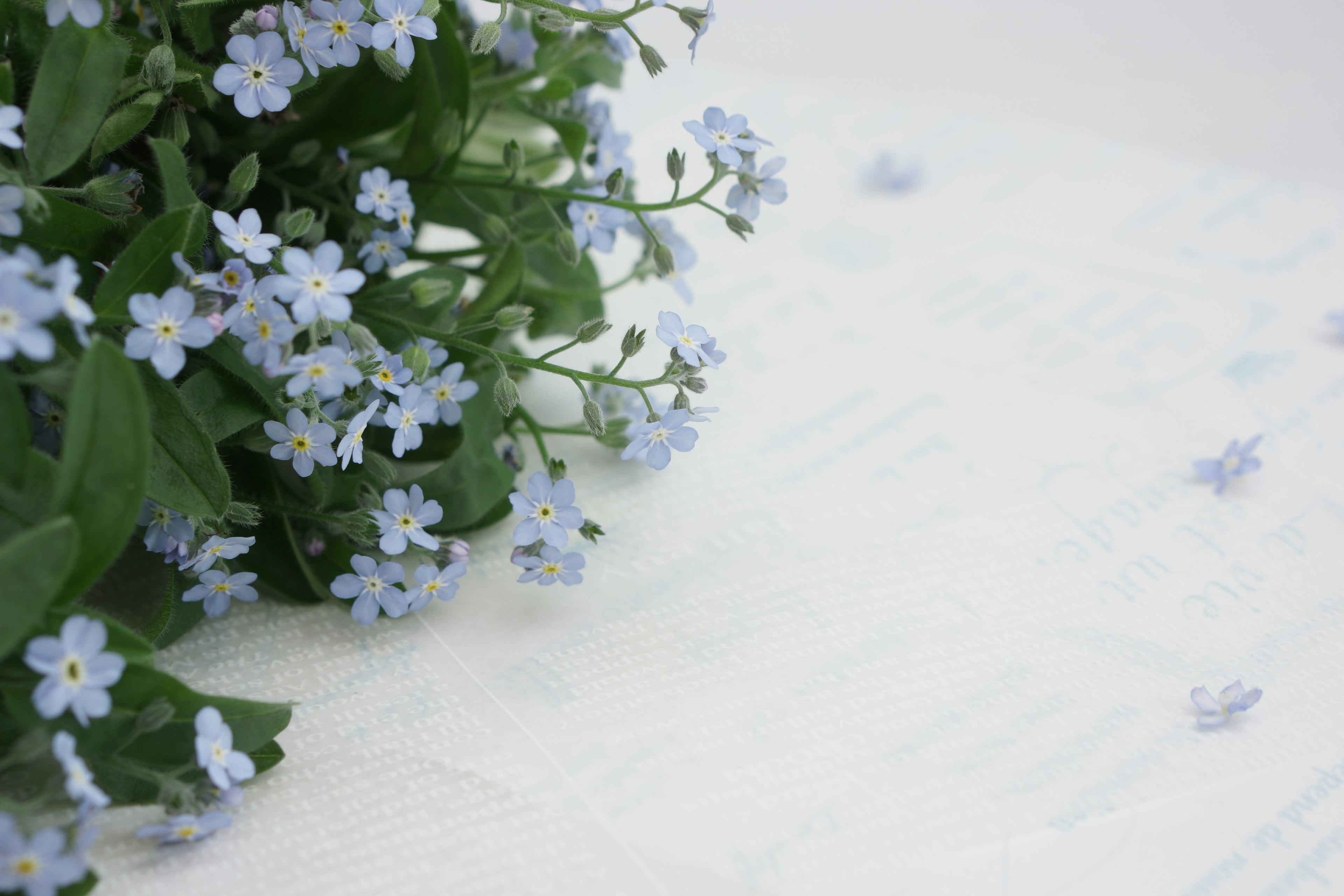 A cluster of small blue flowers with green leaves on a white background