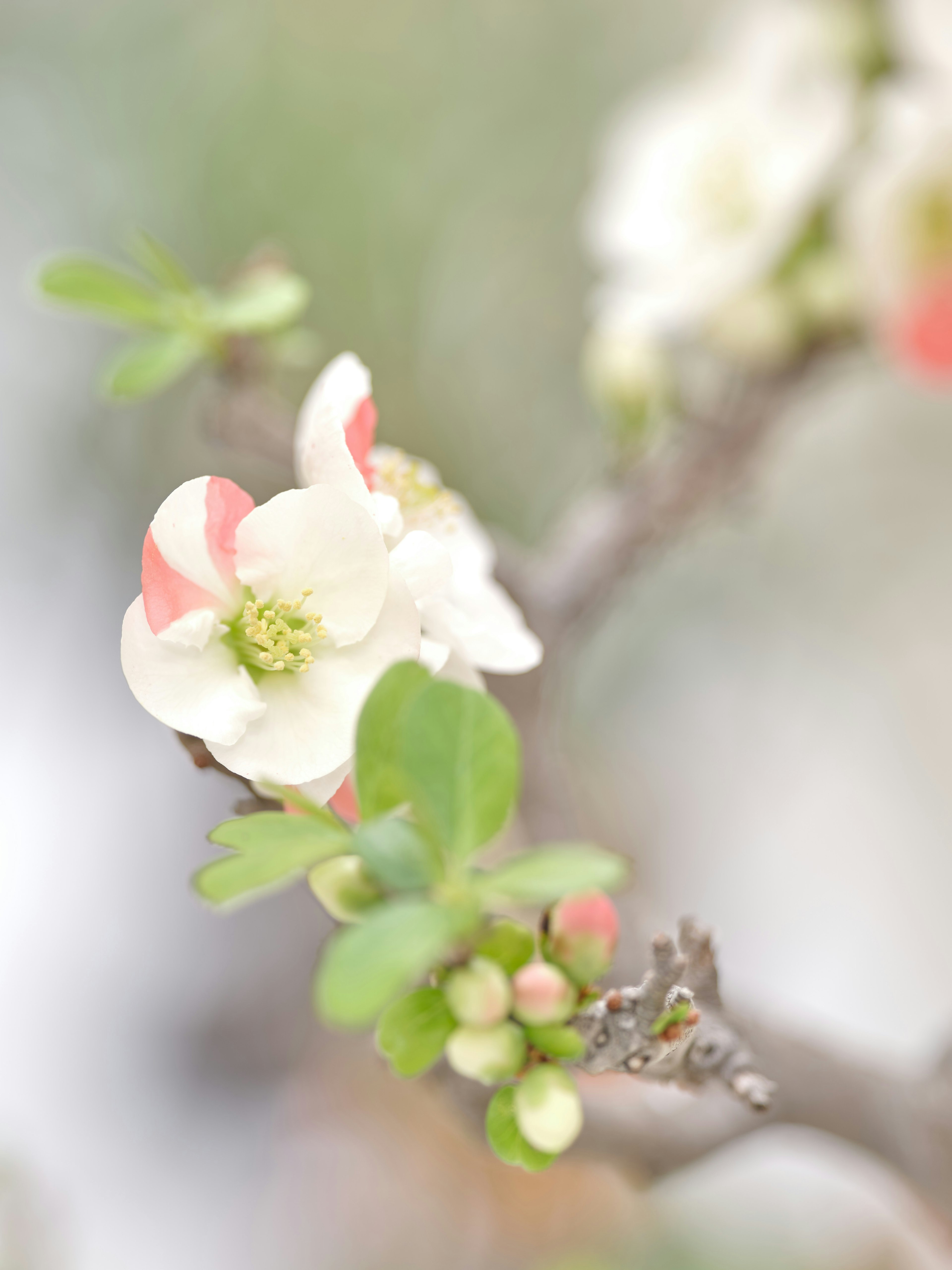 Nahaufnahme eines Zweigs mit zarten weißen Blumen und grünen Blättern