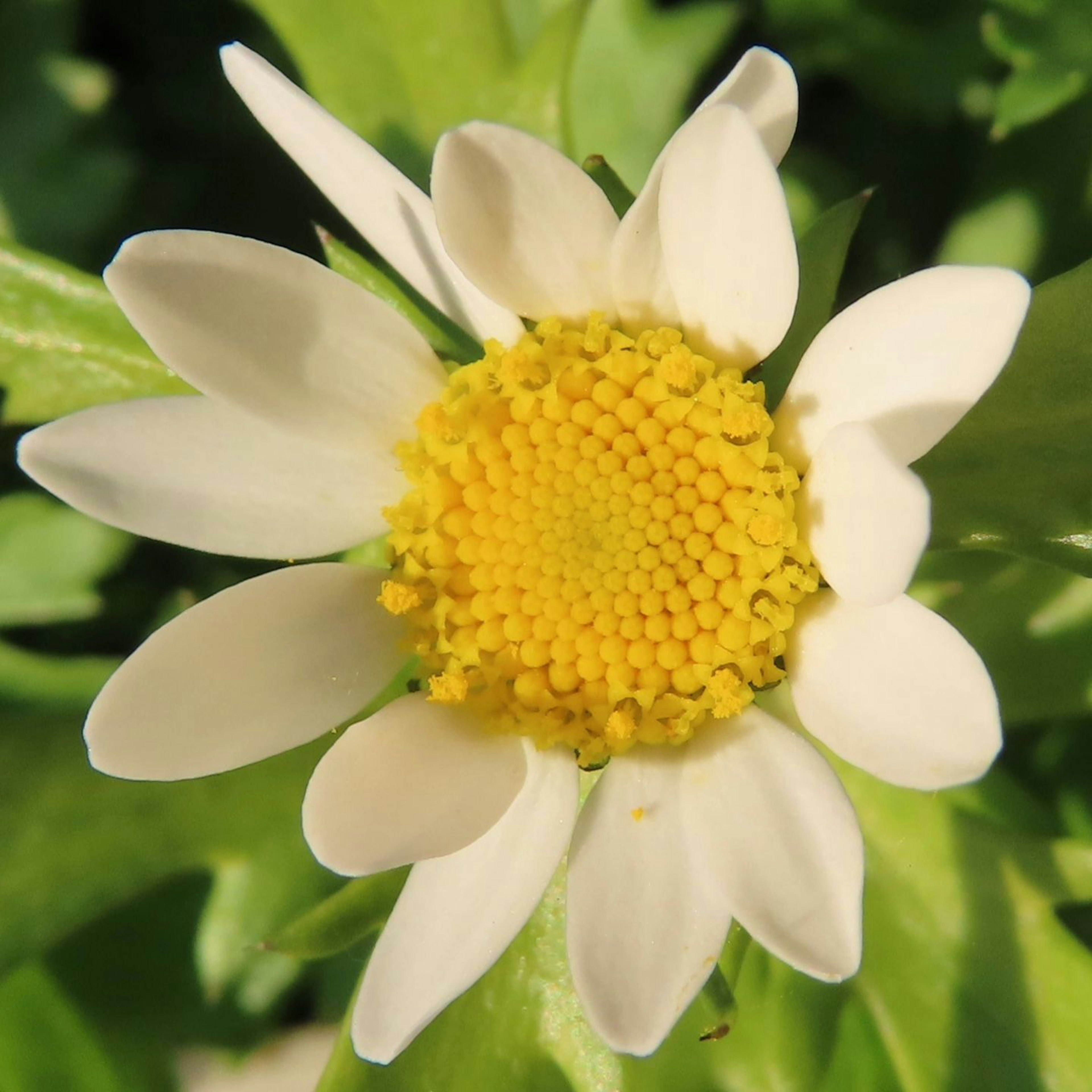 Blume mit weißen Blütenblättern und einem gelben Zentrum