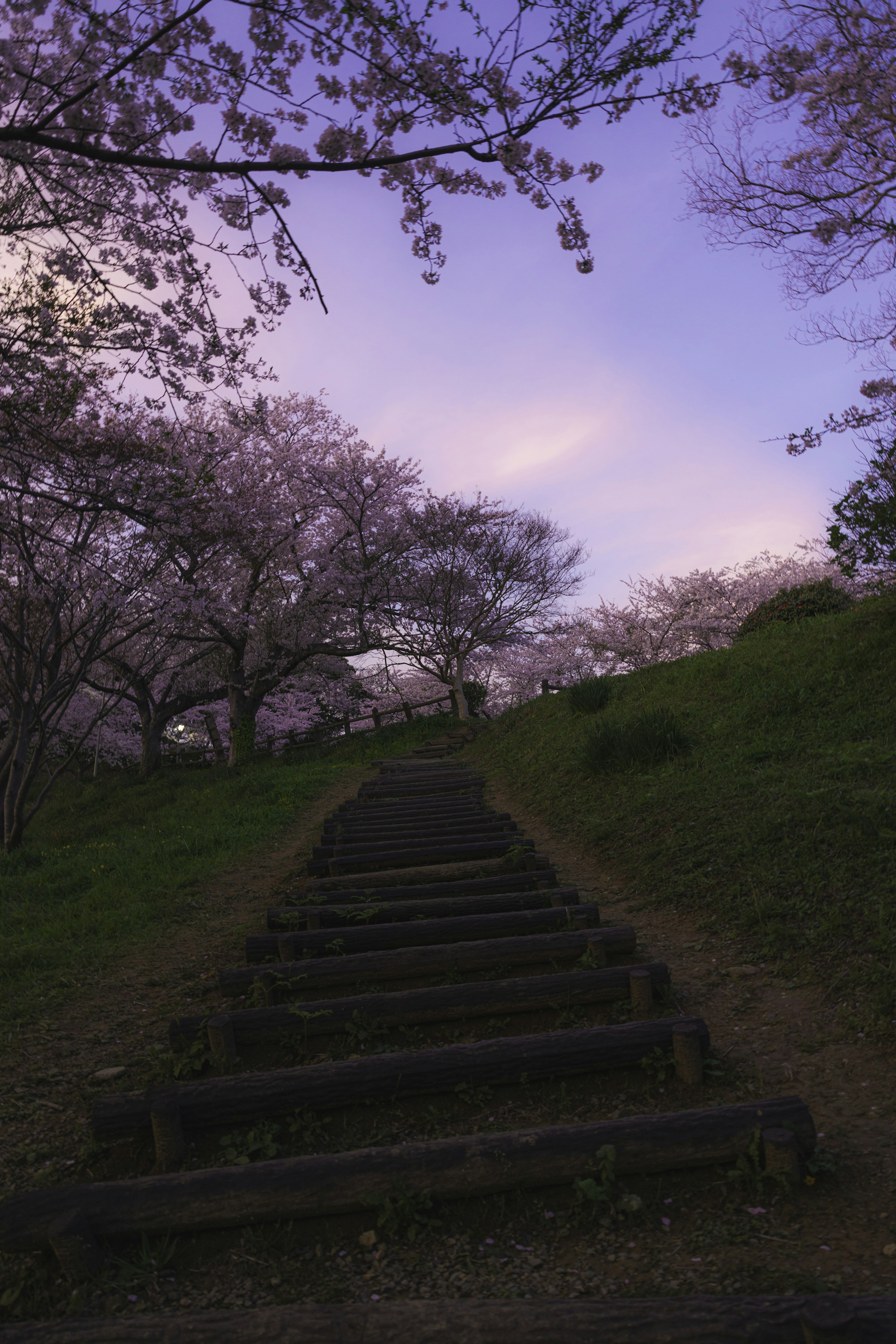 Escalera que conduce a través de cerezos bajo un cielo morado