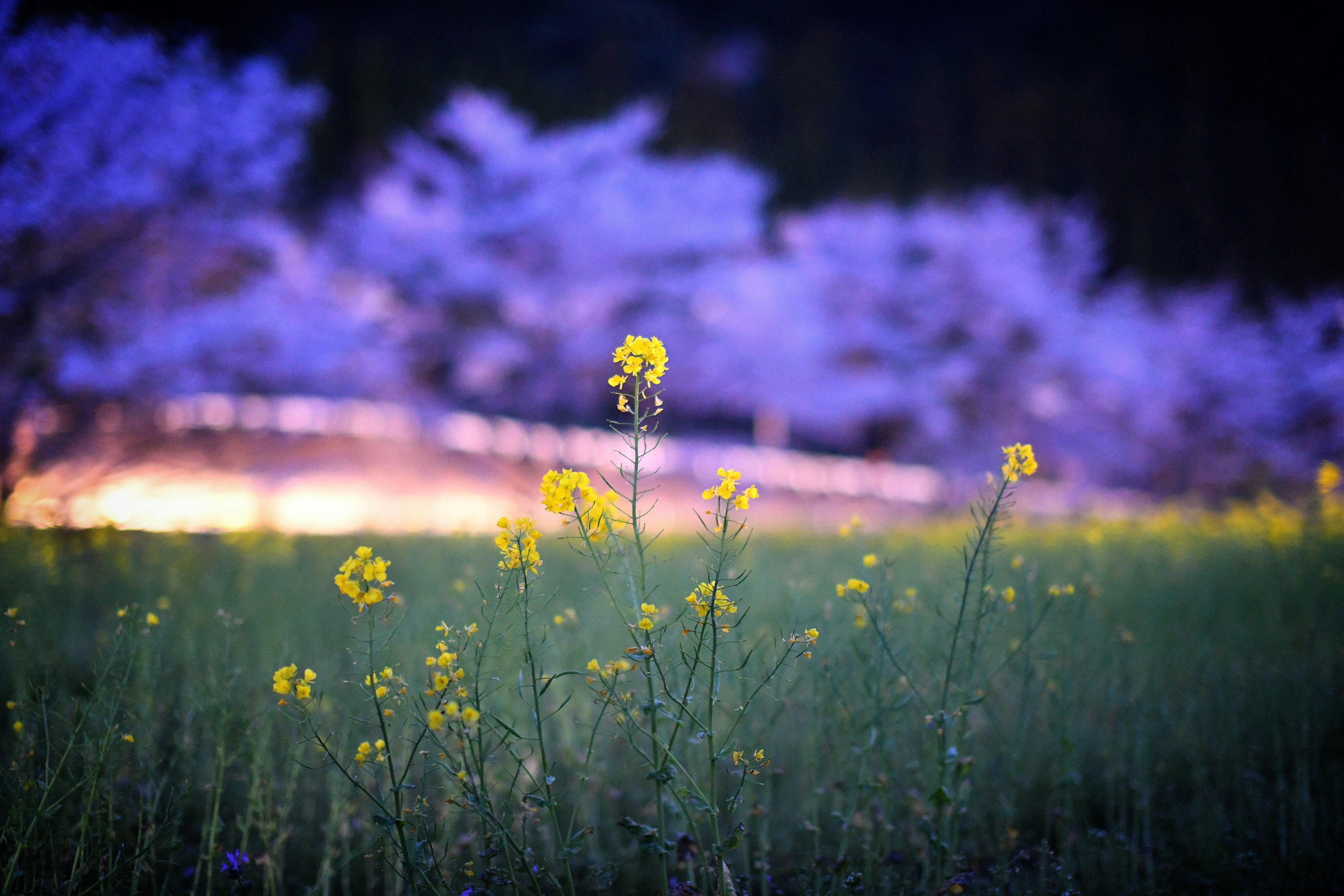 紫色の桜の木の後ろに黄色い花が咲いている風景