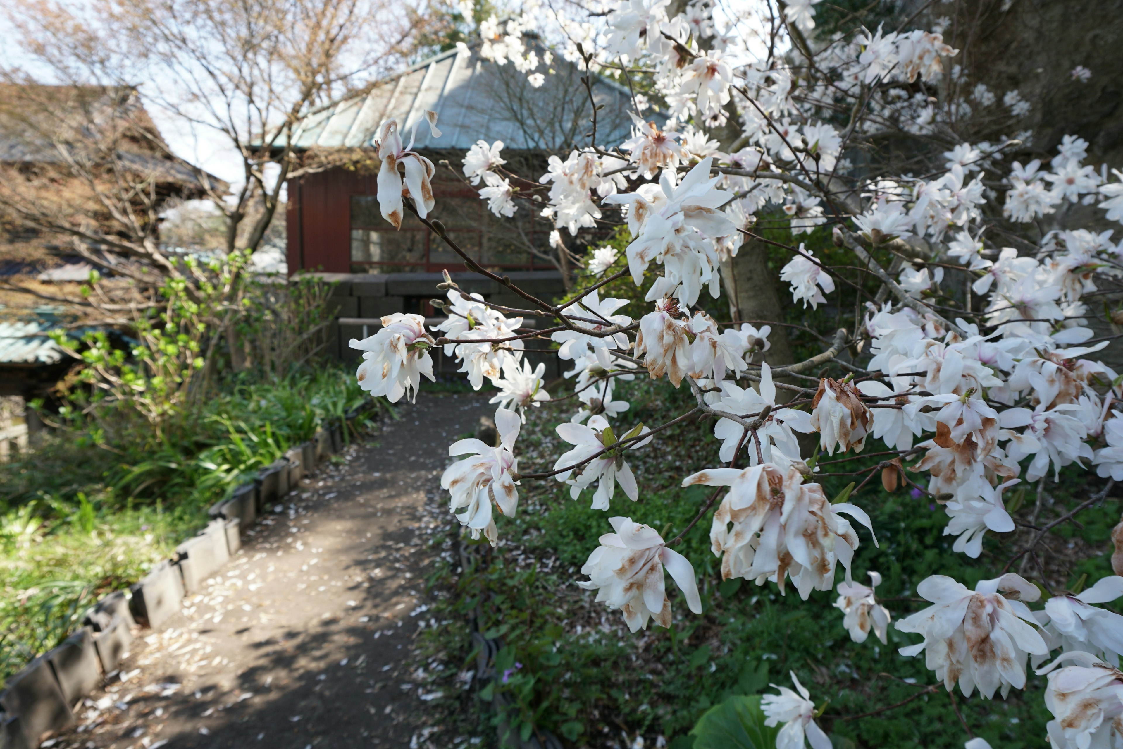 Sendero con flores blancas en flor y un edificio tradicional