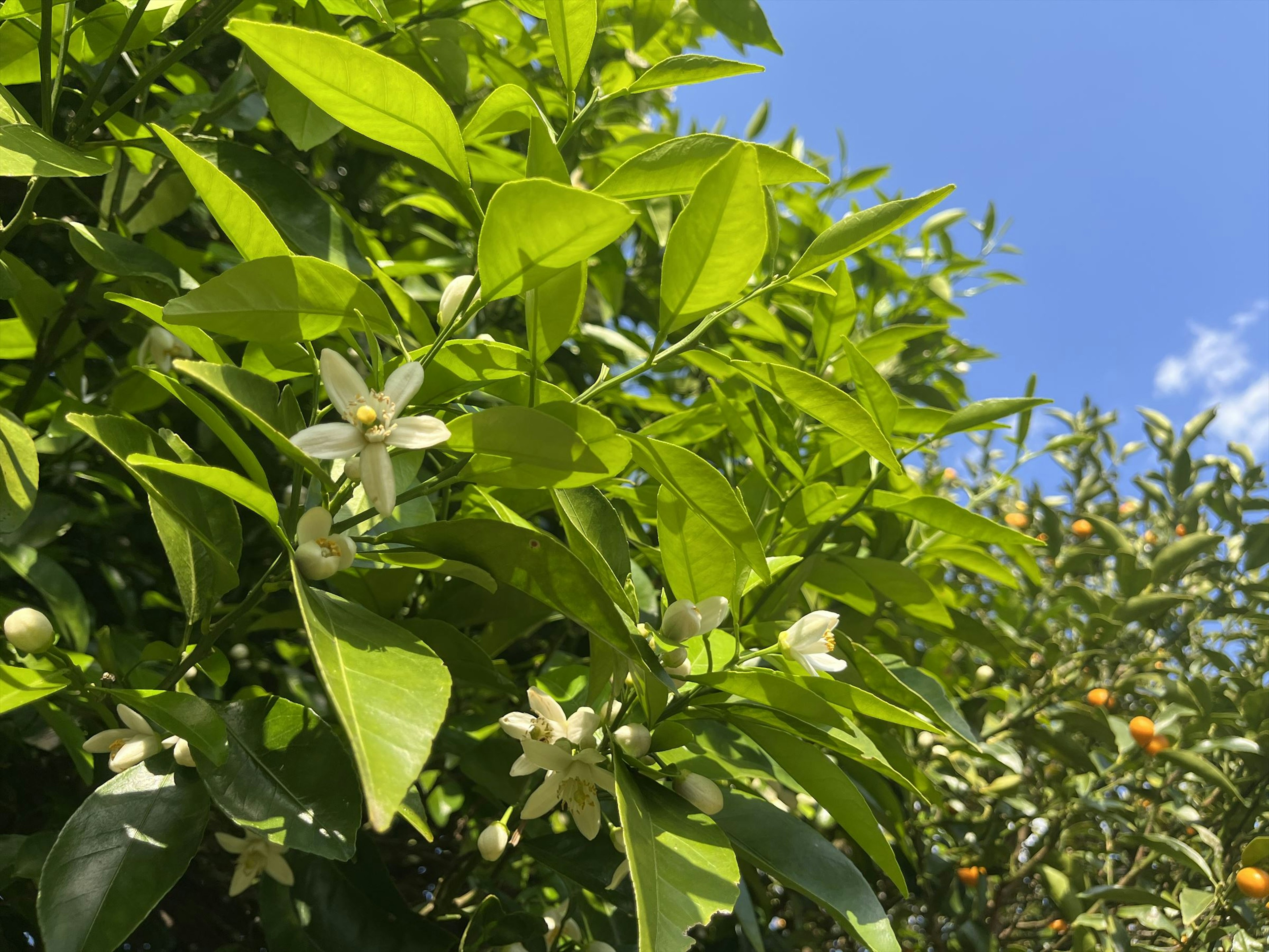 Lush green leaves with blooming white flowers on a tree branch