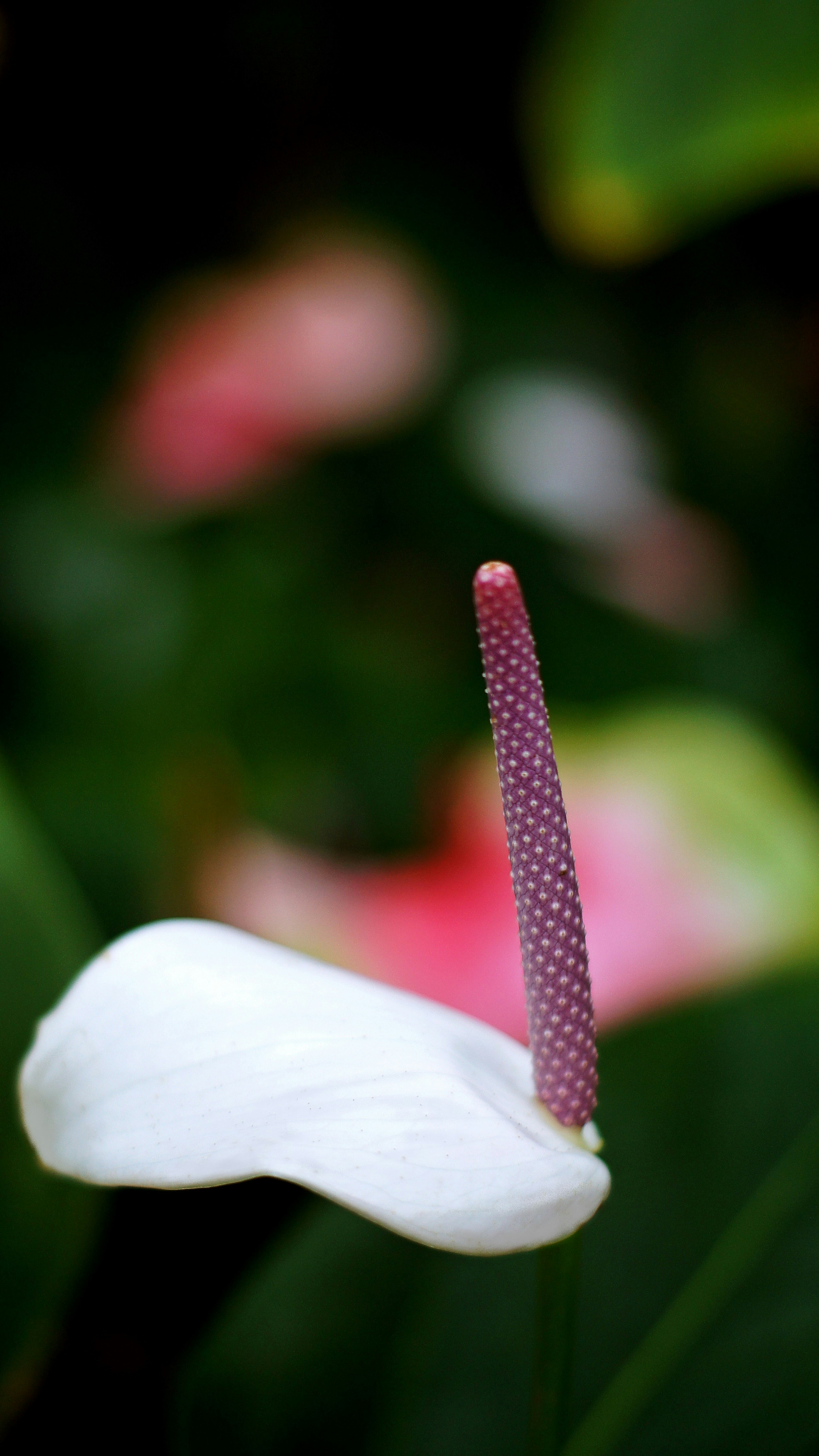 Close-up of a white flower petal with a pink spadix